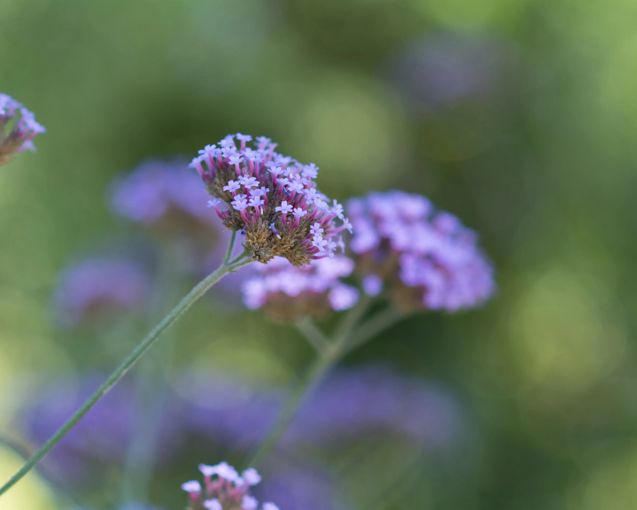 DSC_6089A.JPG