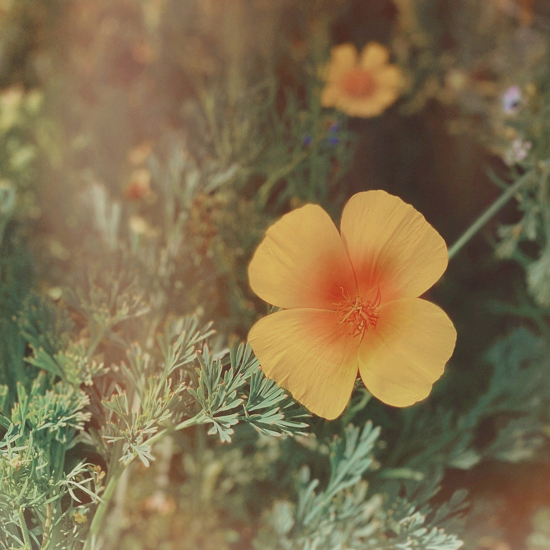 YellowFlower.JPG