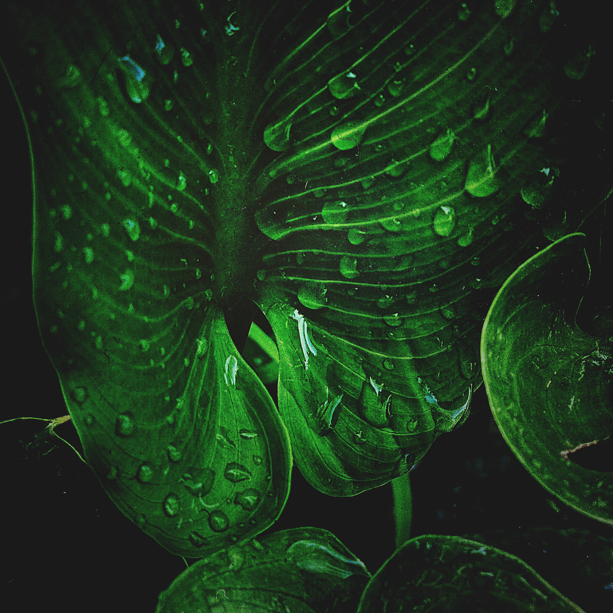 Leaf.JPG