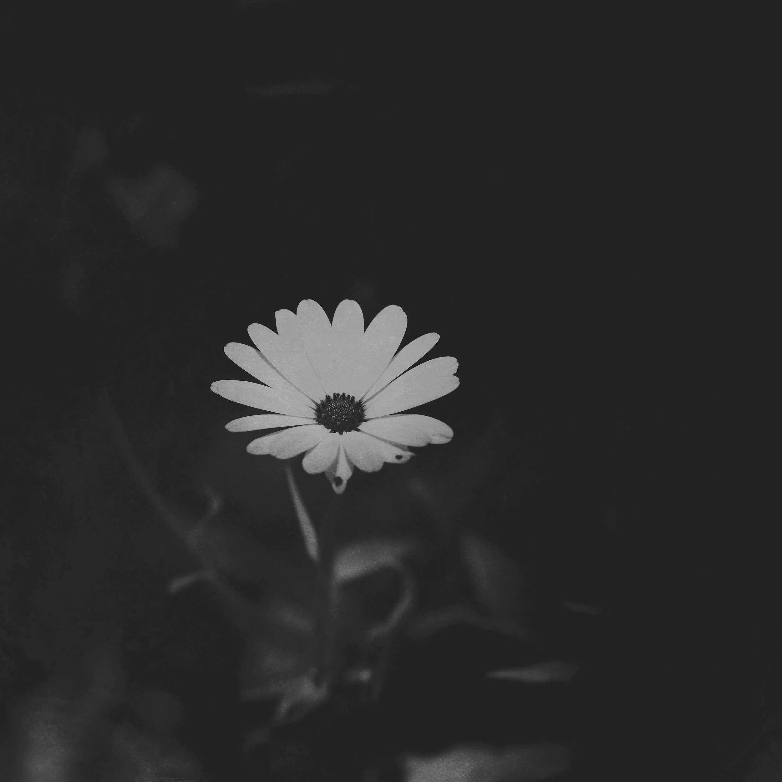 247E1633-0C42-4C6A-BCD0-79F4D9422C9A.JPG