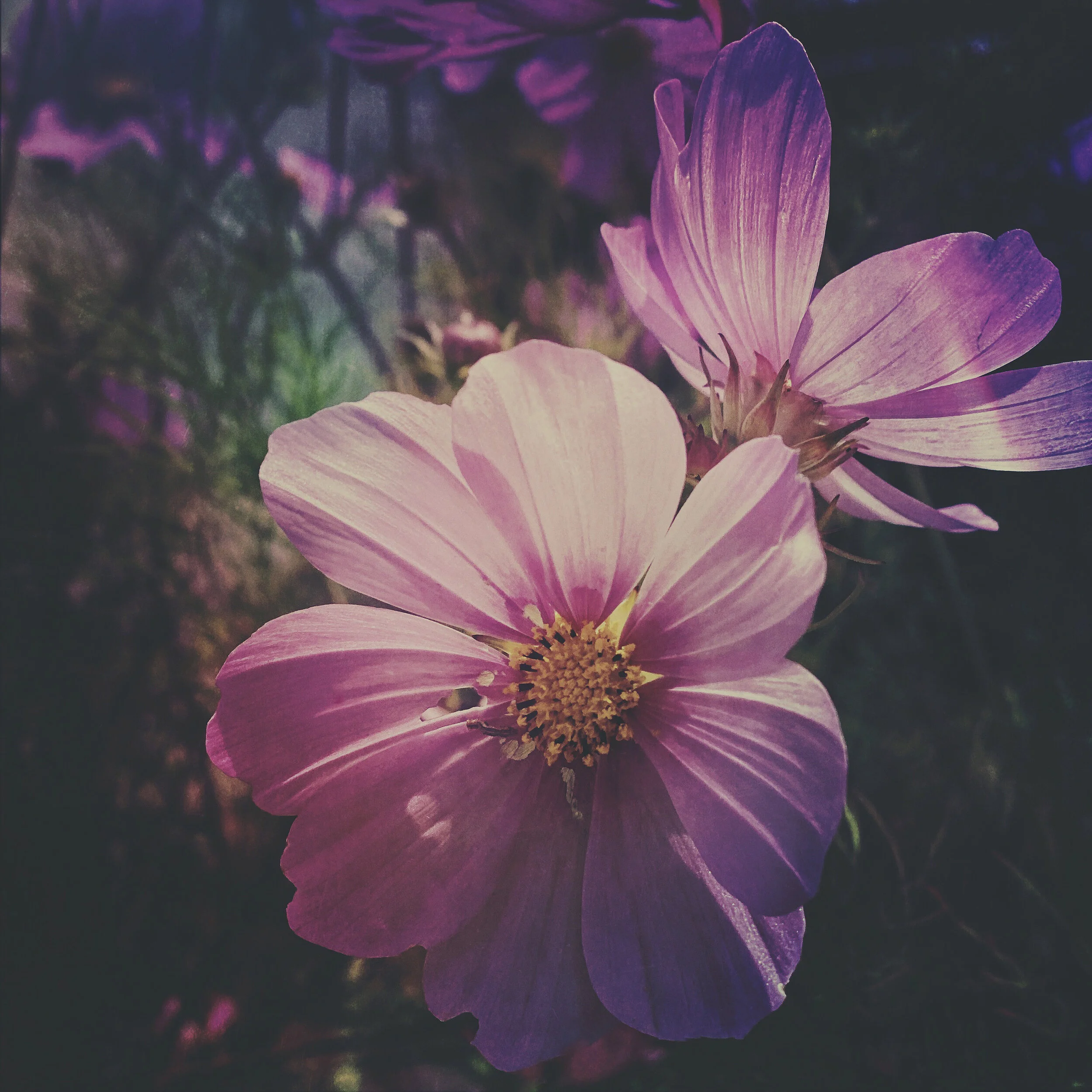 68071B07-959C-47AE-AC54-2141540CA84B.JPEG