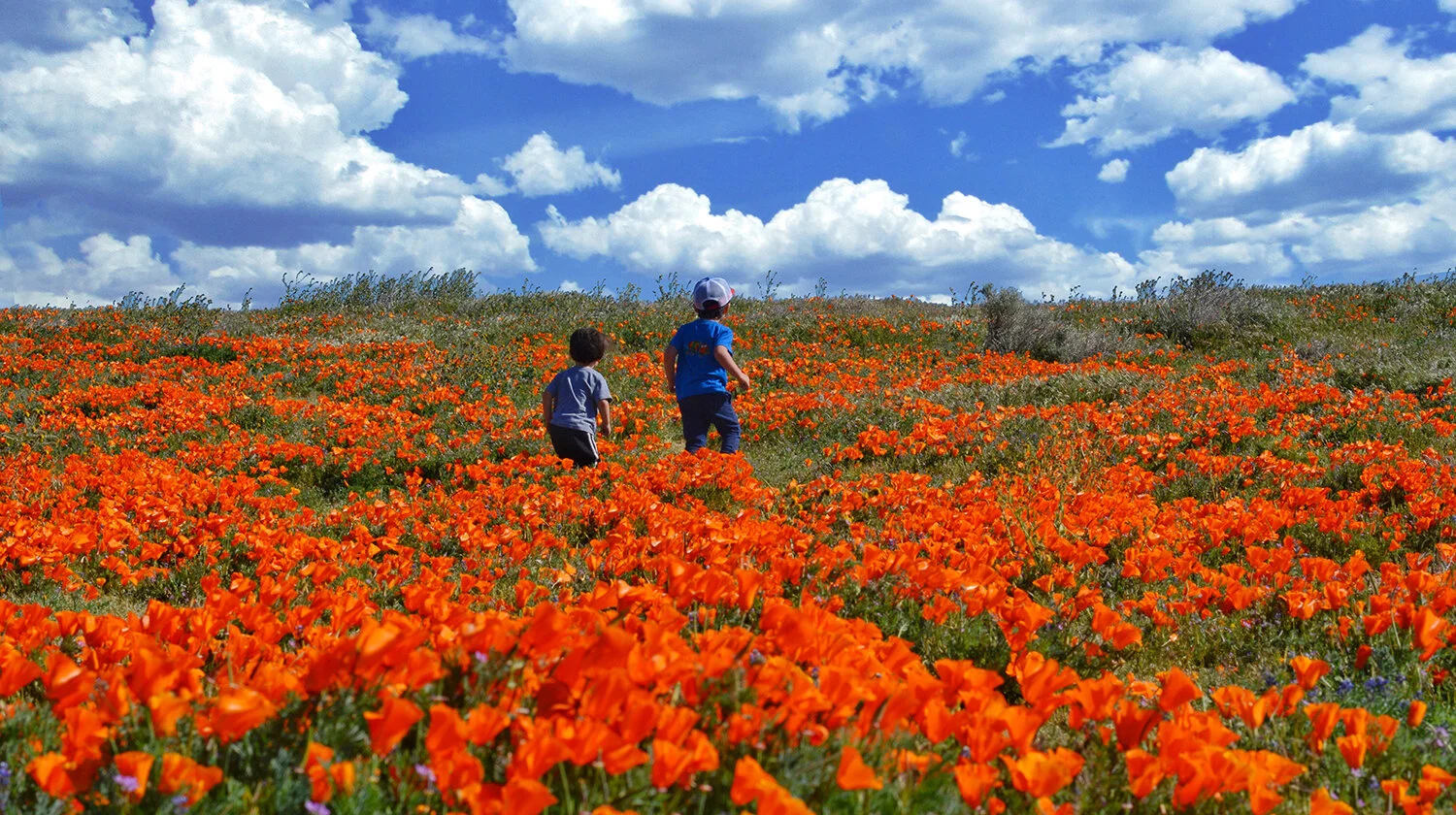 PoppyFields_2995.jpg
