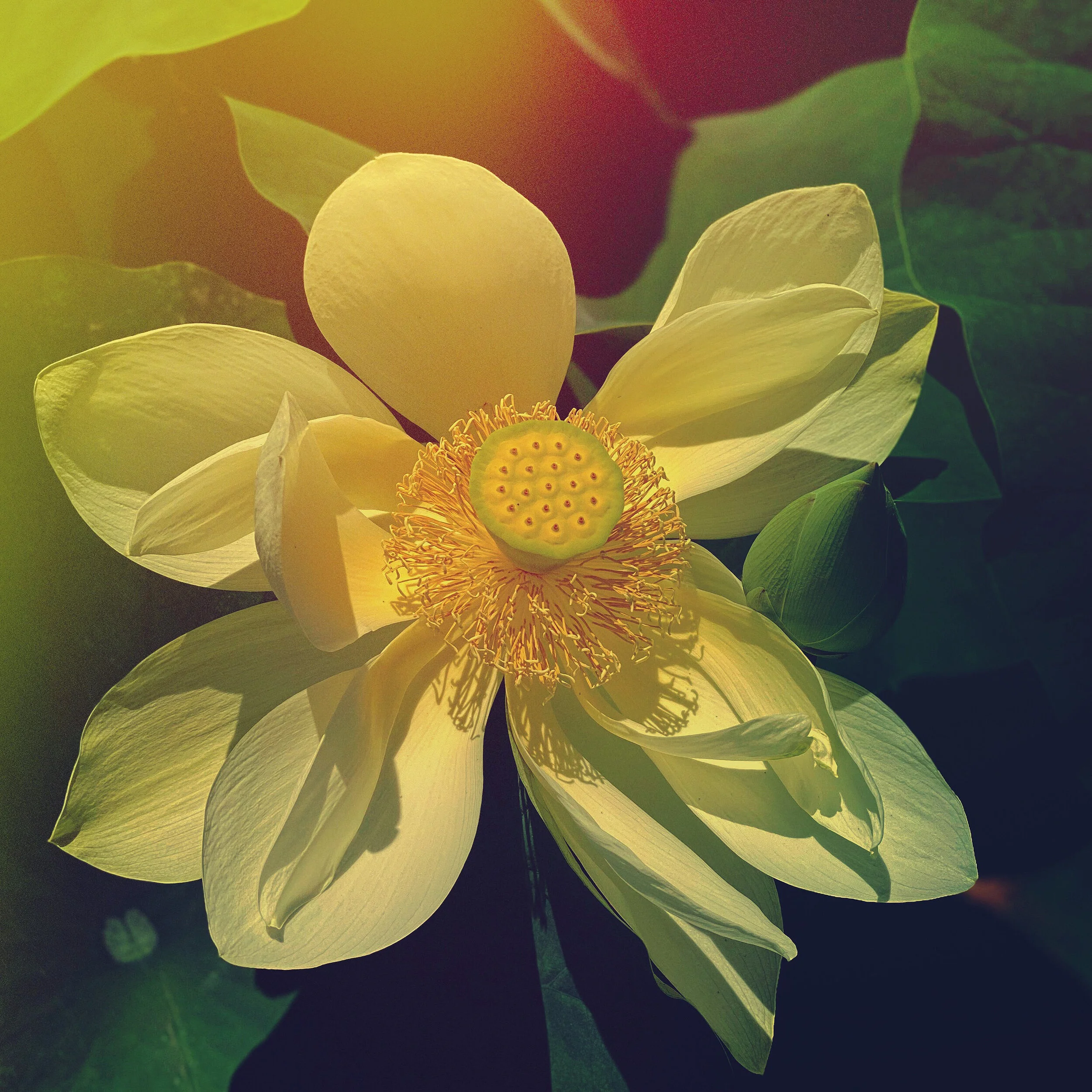 EP_Flower.JPG