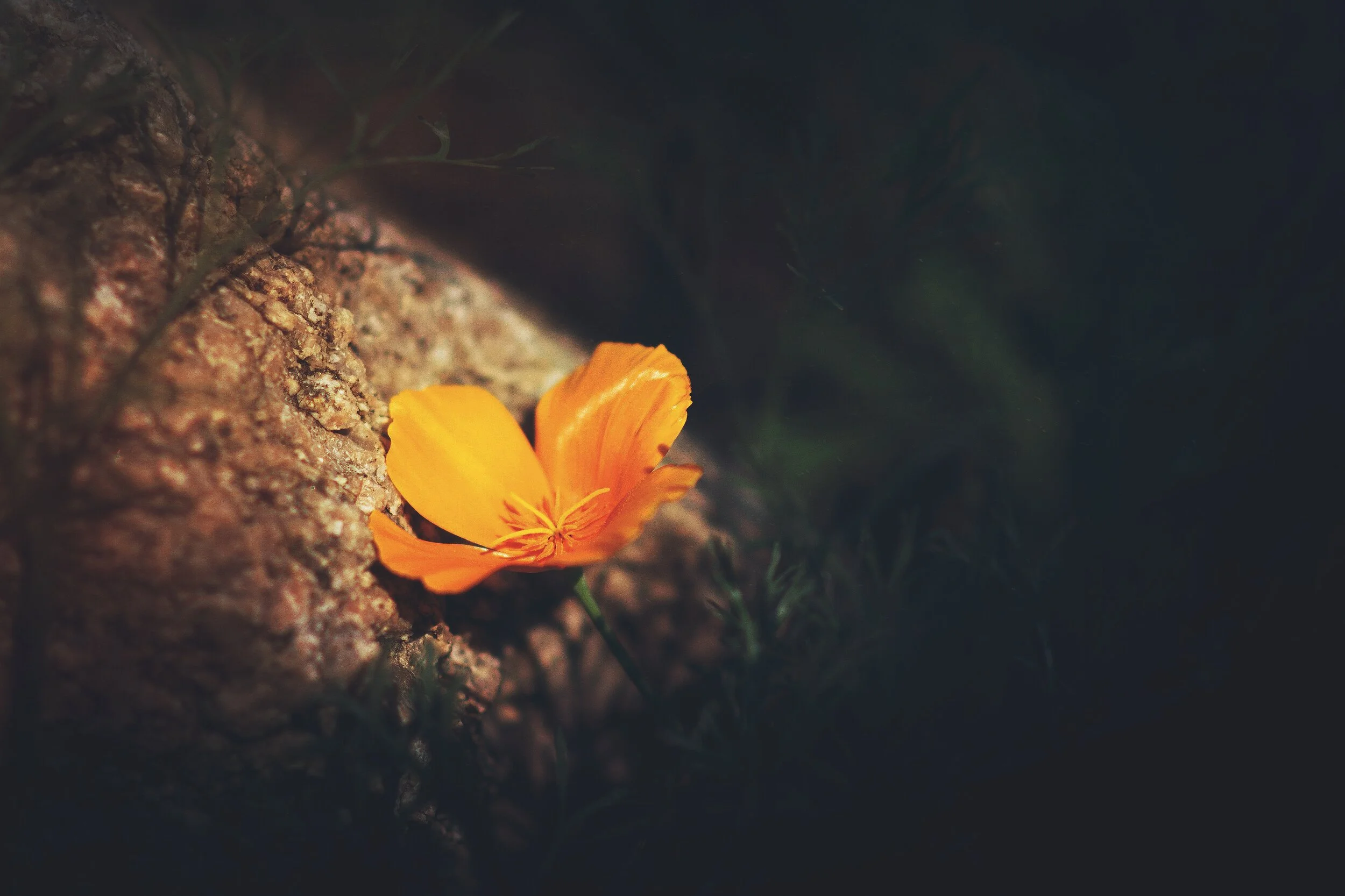 Nothing can dim the light that shines within.