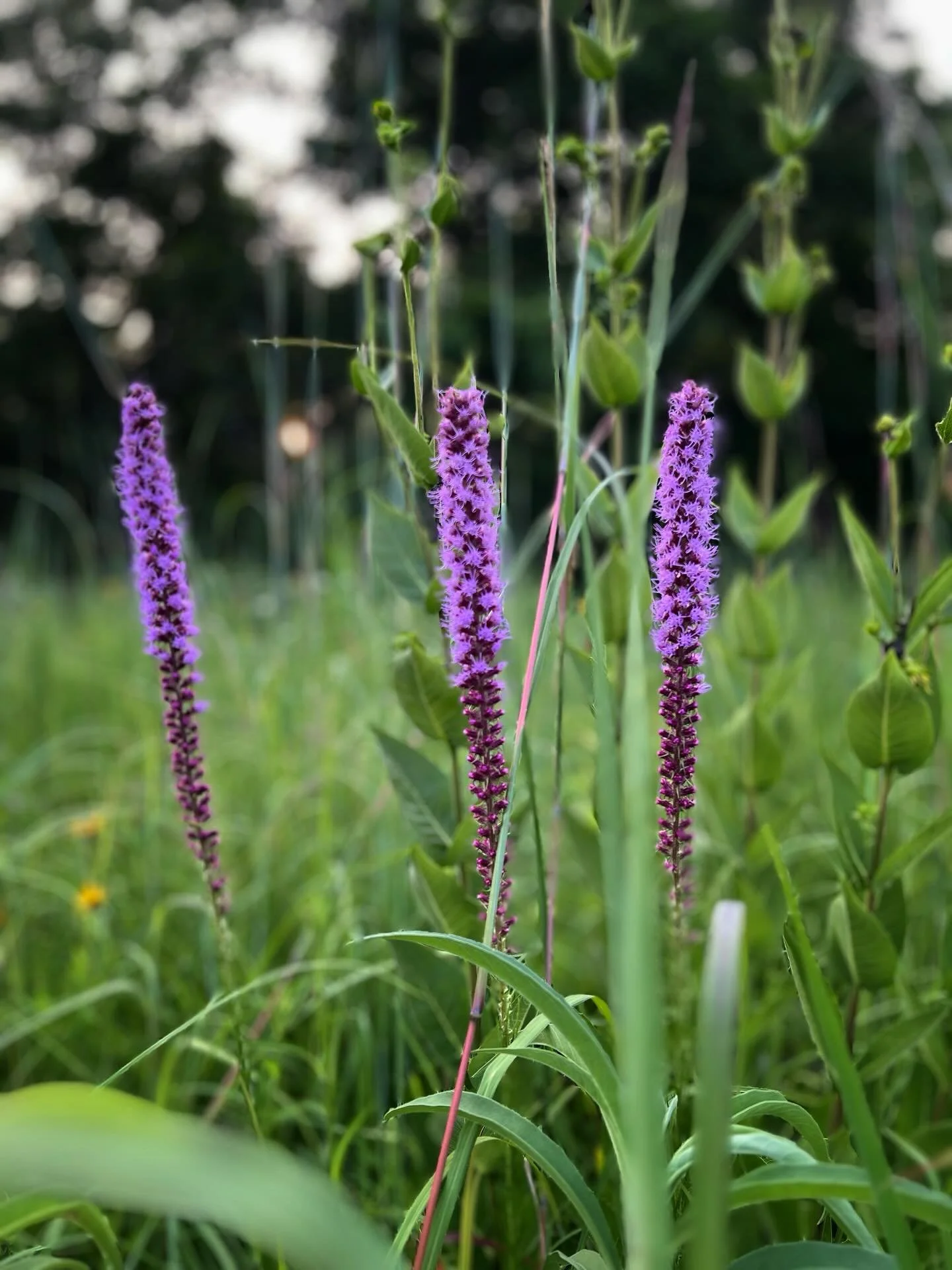 A moment caught amid Canadian wildfire smoke during a milky golden hour. 

This blazing star holds as much poetry in its name as its being. Most often found in hearty damp prairies or meadows, the blazing star attracts honey bees, butterflies, and hu