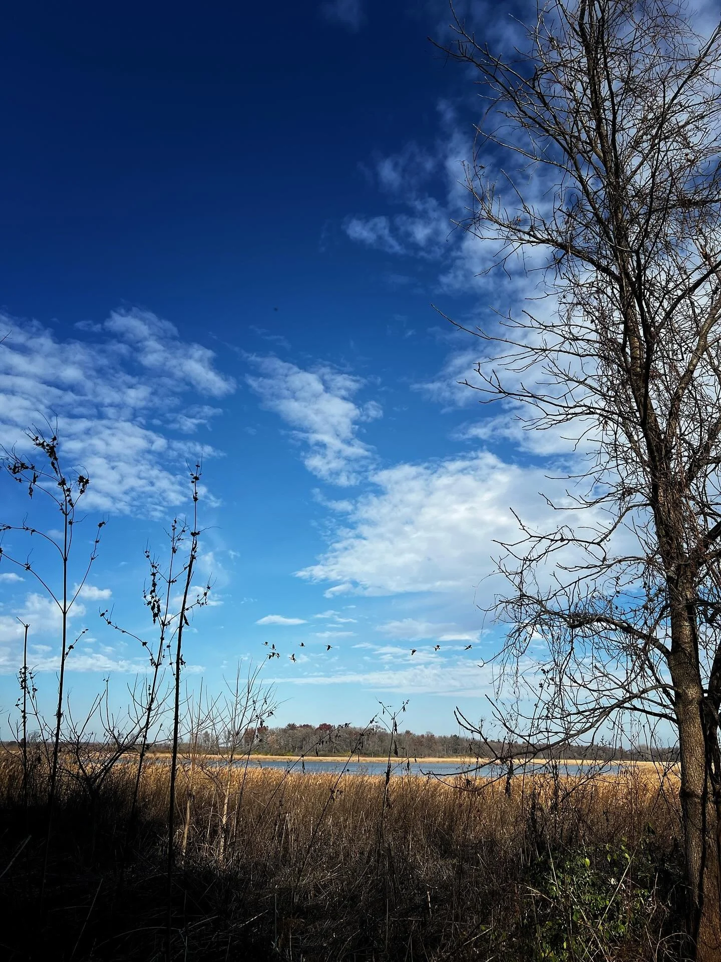 A tree lost of leaves against a backdrop of earth and flight&mdash;this is what it looks like to stand in between joy and sorrow 🍂

Jes
@jes.smyth 
🏷 
#writing
#inspiration
#author
#nature
#writer
#independentauthor