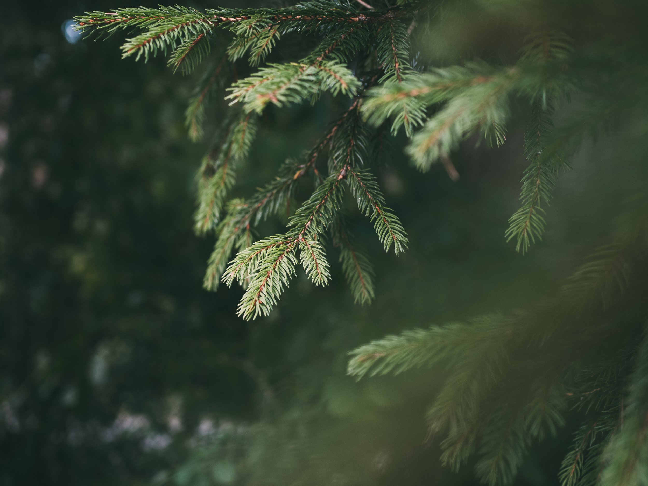 God Goes on Dreaming (Sermon)