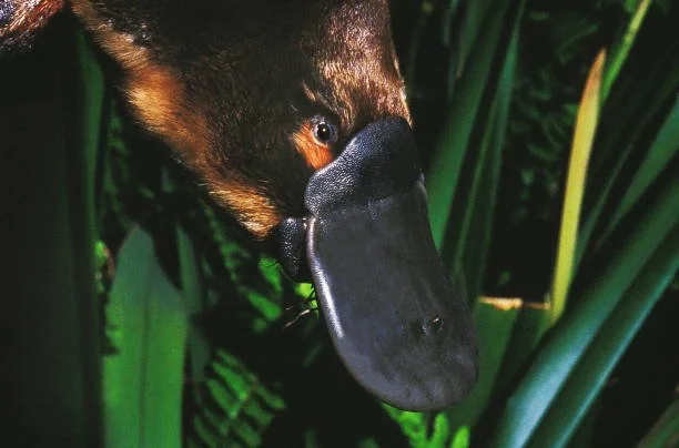 Creation Calendar: What in the world?? Yes, the Platypus
