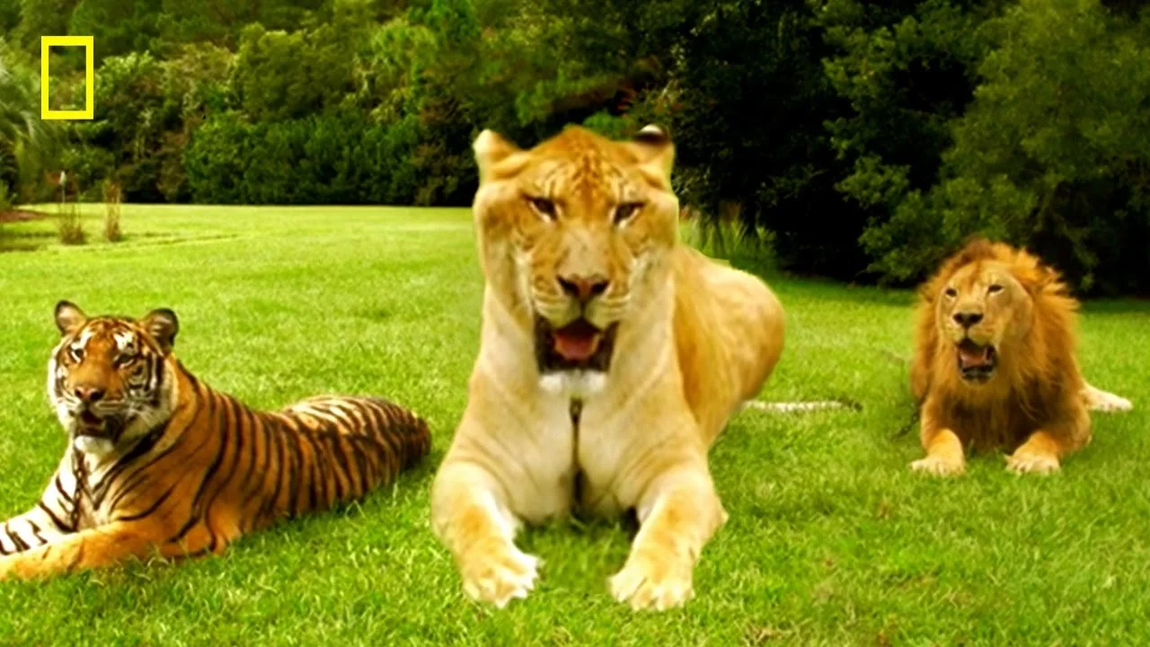 February Meeting: Ligers and Zonkeys and Pizzleys, Oh My!  WHAT ARE THESE?!?! 