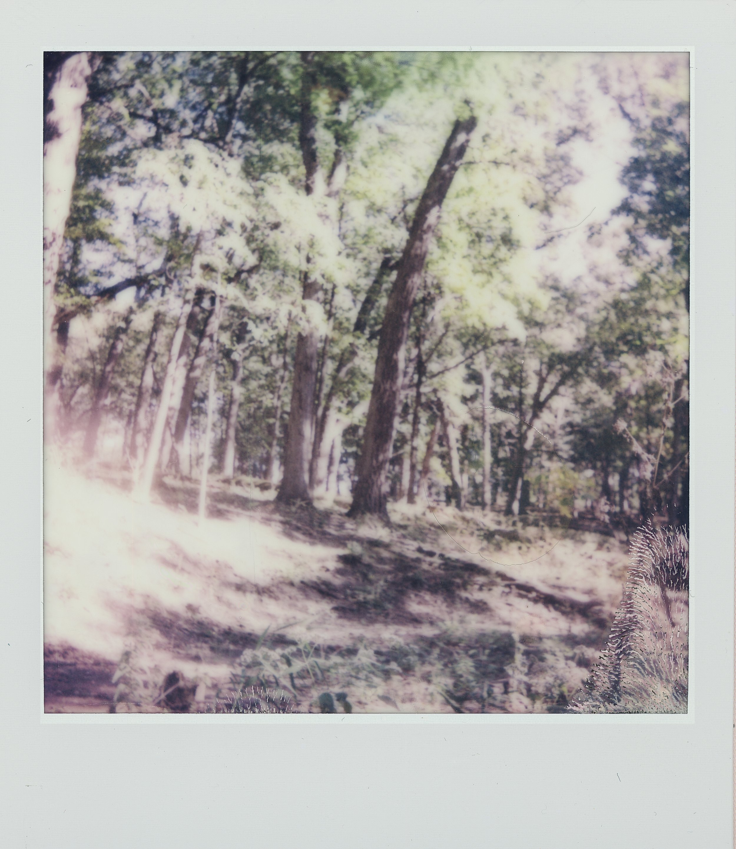 maria - forest preserve polaroids 1.jpg