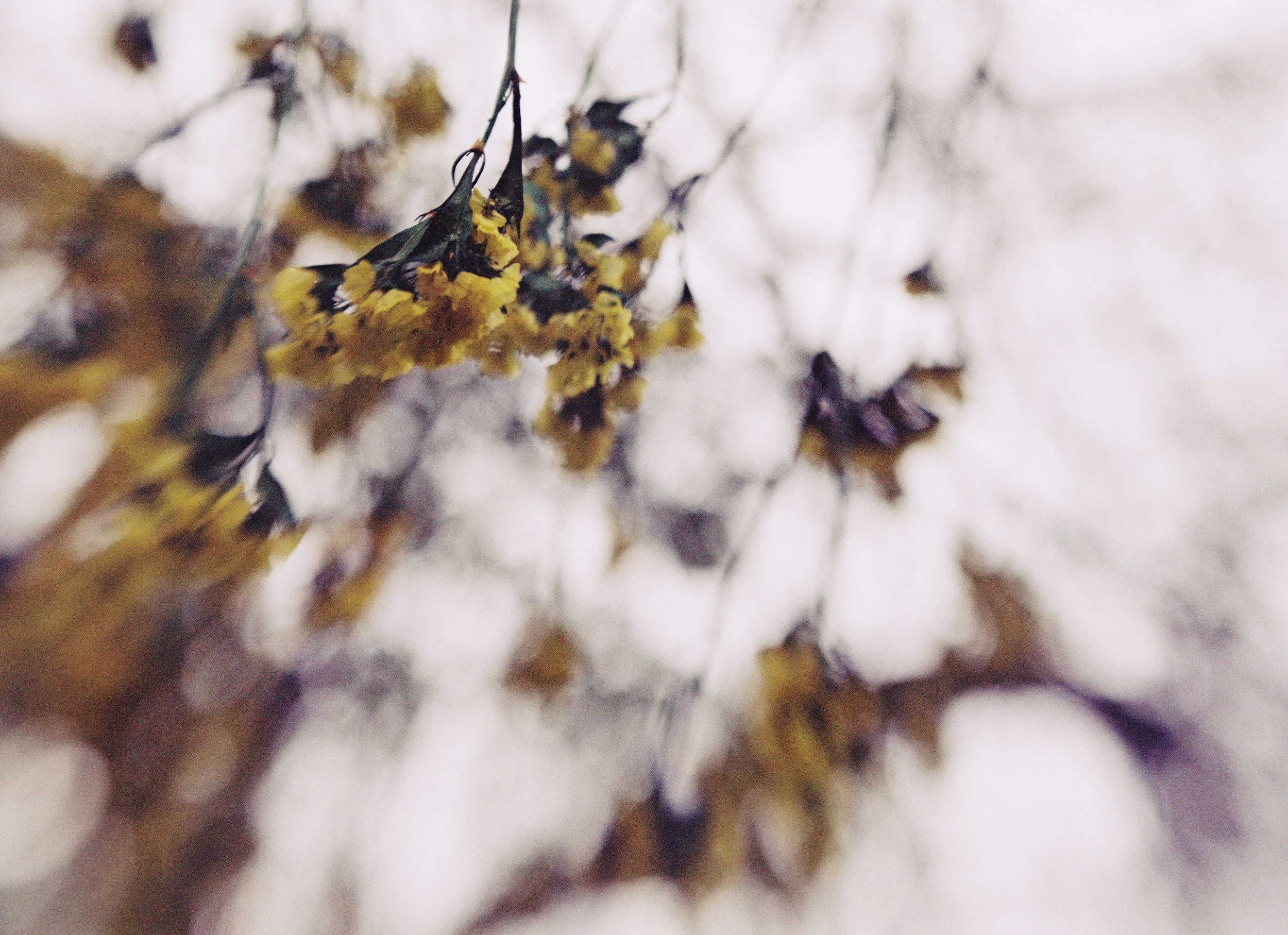 falling_flowers_i_film_5.jpg