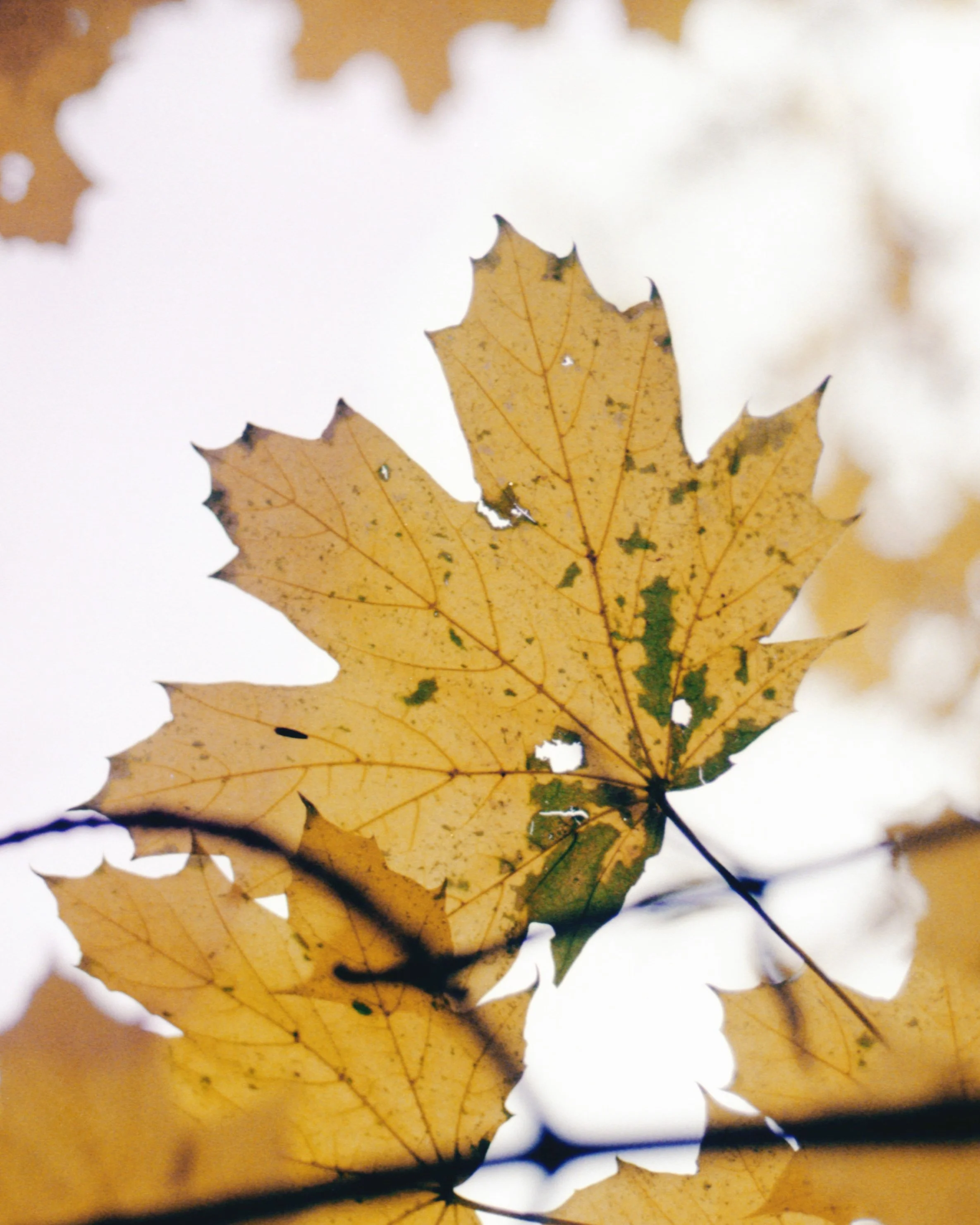 image_040 copy 2.jpg