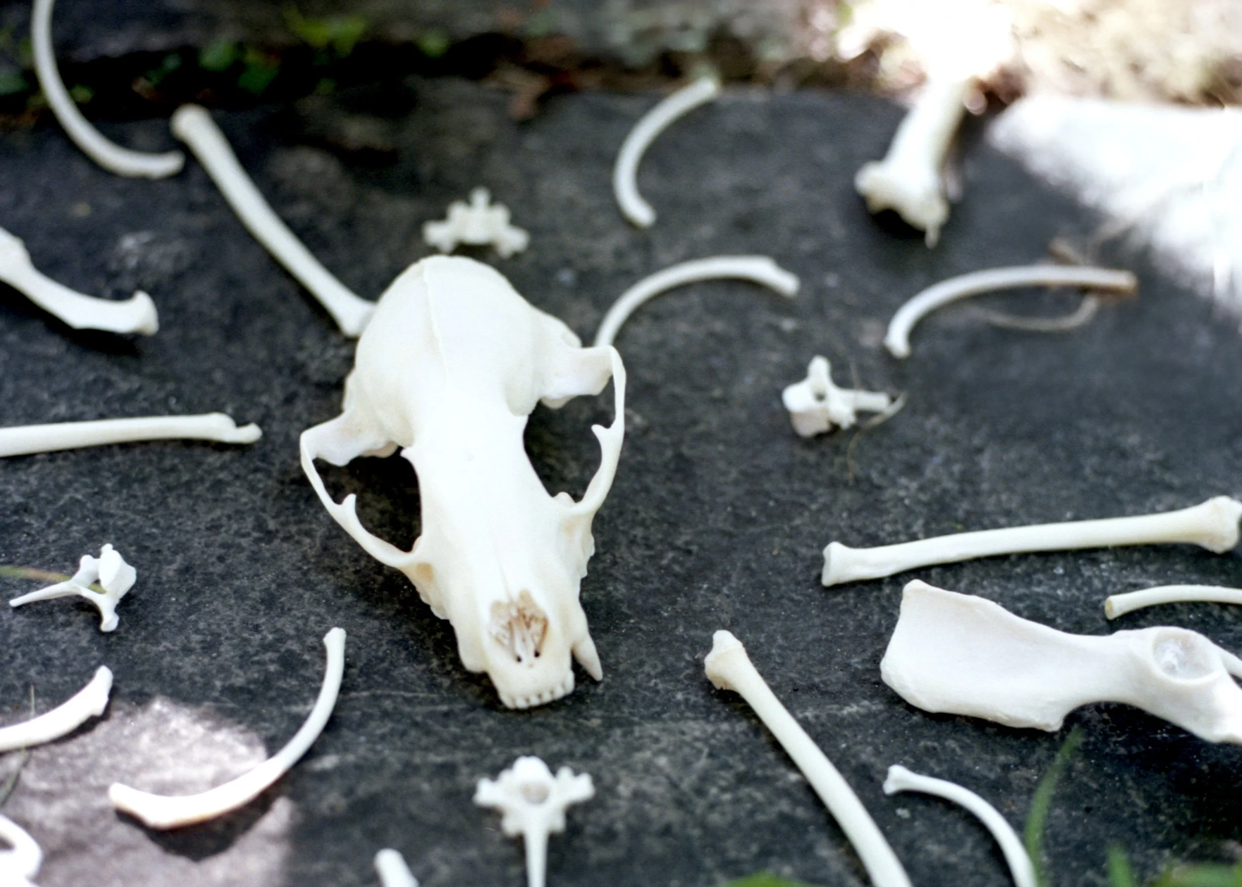 bonekeeper_2.jpg