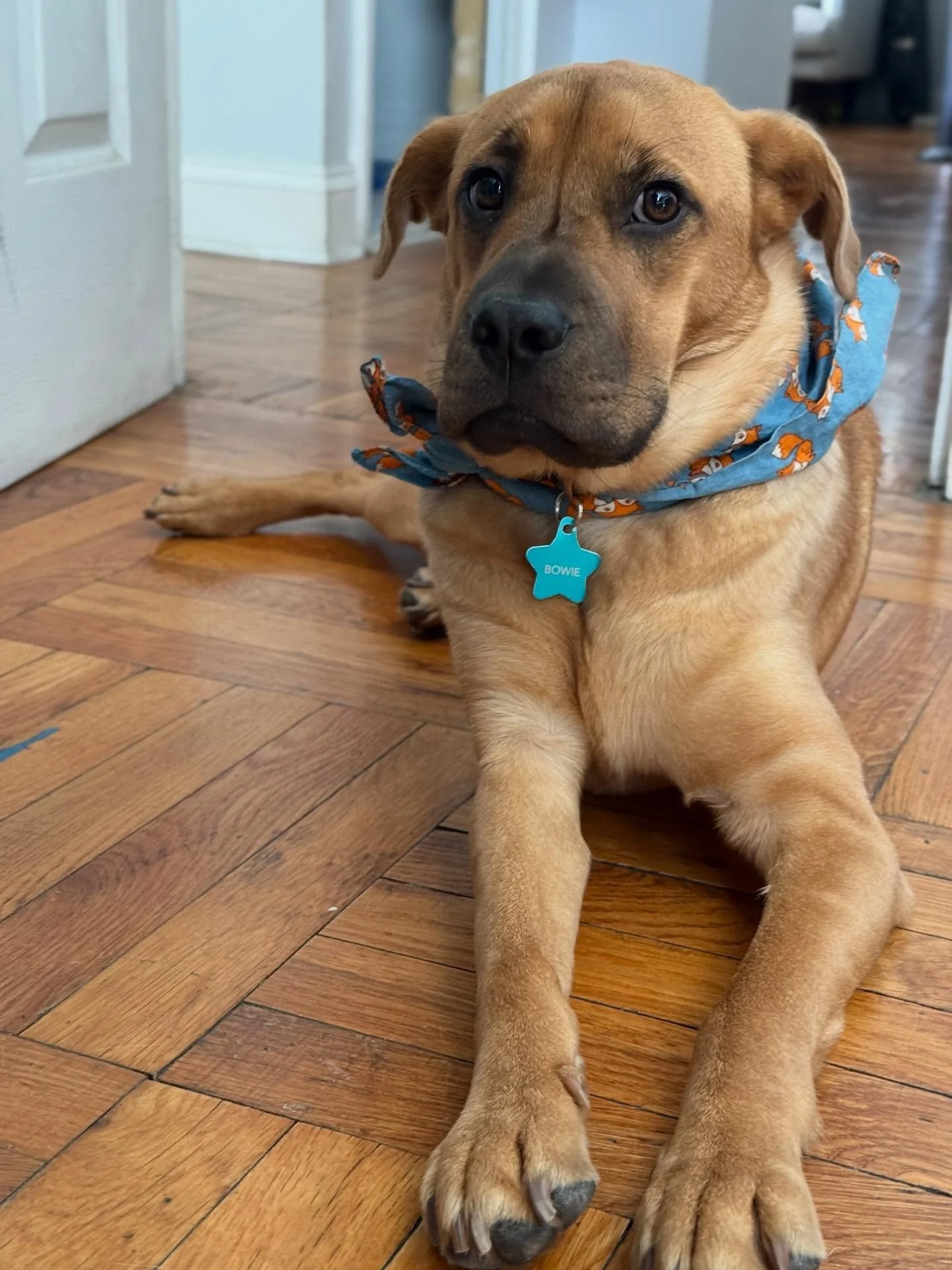 Last night we had to say goodbye to our little man, Bowie. He was 2 and 1/2 years old. Ultimately the Myasthenia Gravis and Megaesophagus were too much for him and for us. 

We adopted him May 2024, and we fell in love with him instantly. He had the 