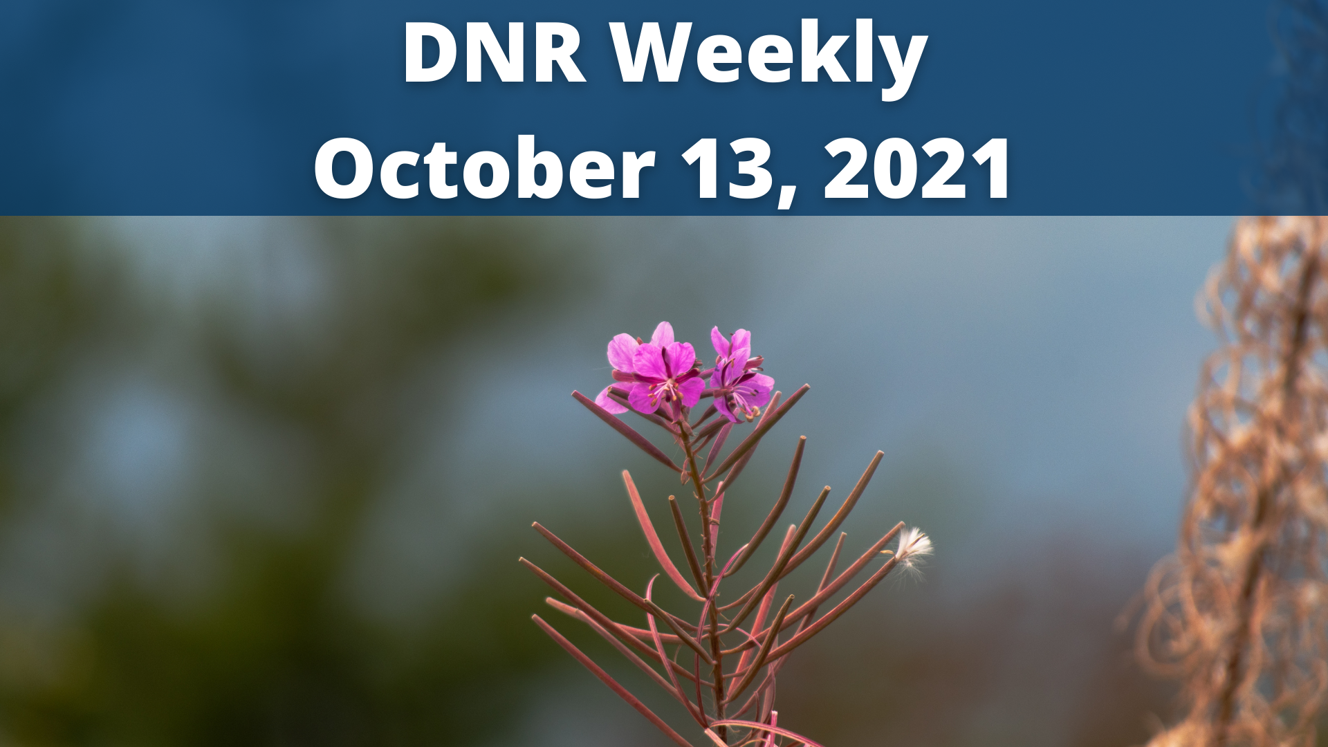 DNR Weekly Oct 13.png