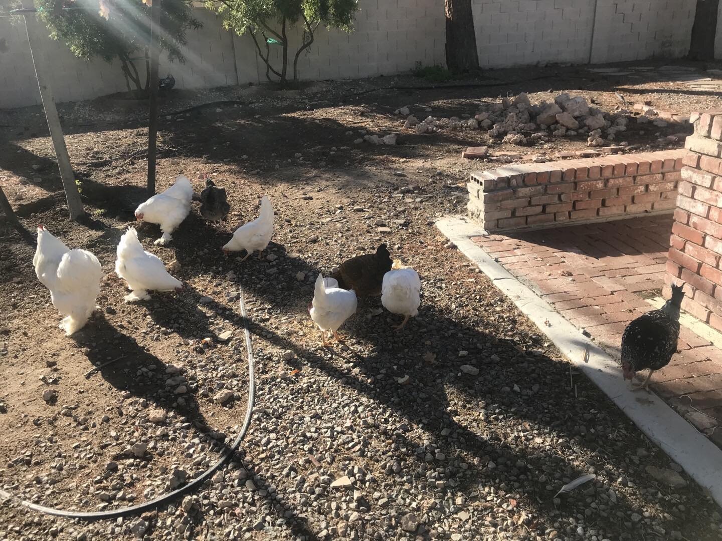 We brought all our ladies from Redondo to Las Vegas to share Christmas time with them. They were happy to, again, see, their brother Gudetama the rooster (big white fluffy ball) 🐓😀.