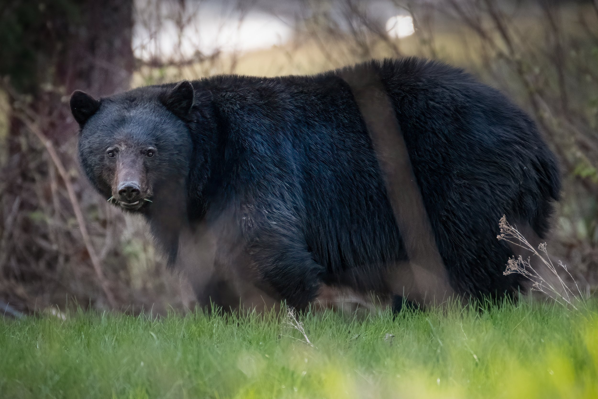 A few of the black bears I encountered on my May long weekend wildlife trip