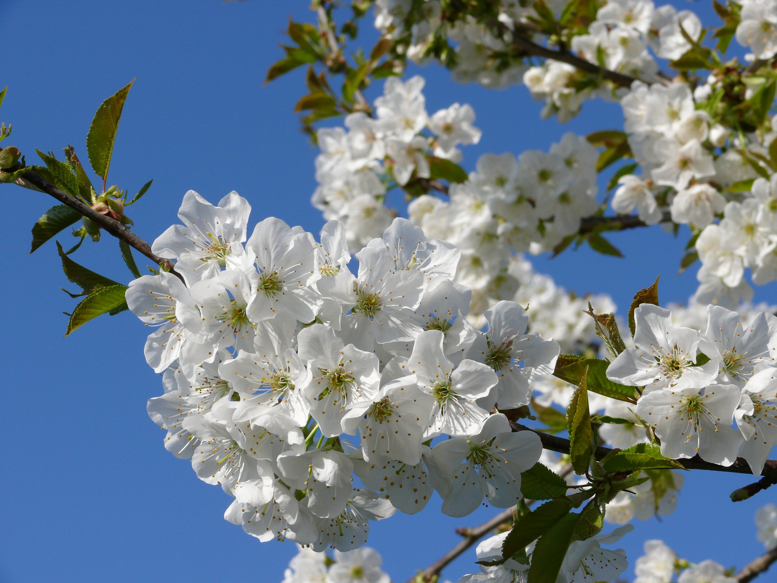 Fleurs_de_pommier-Loic_Durand___Calvados_Attractivite(1).JPG