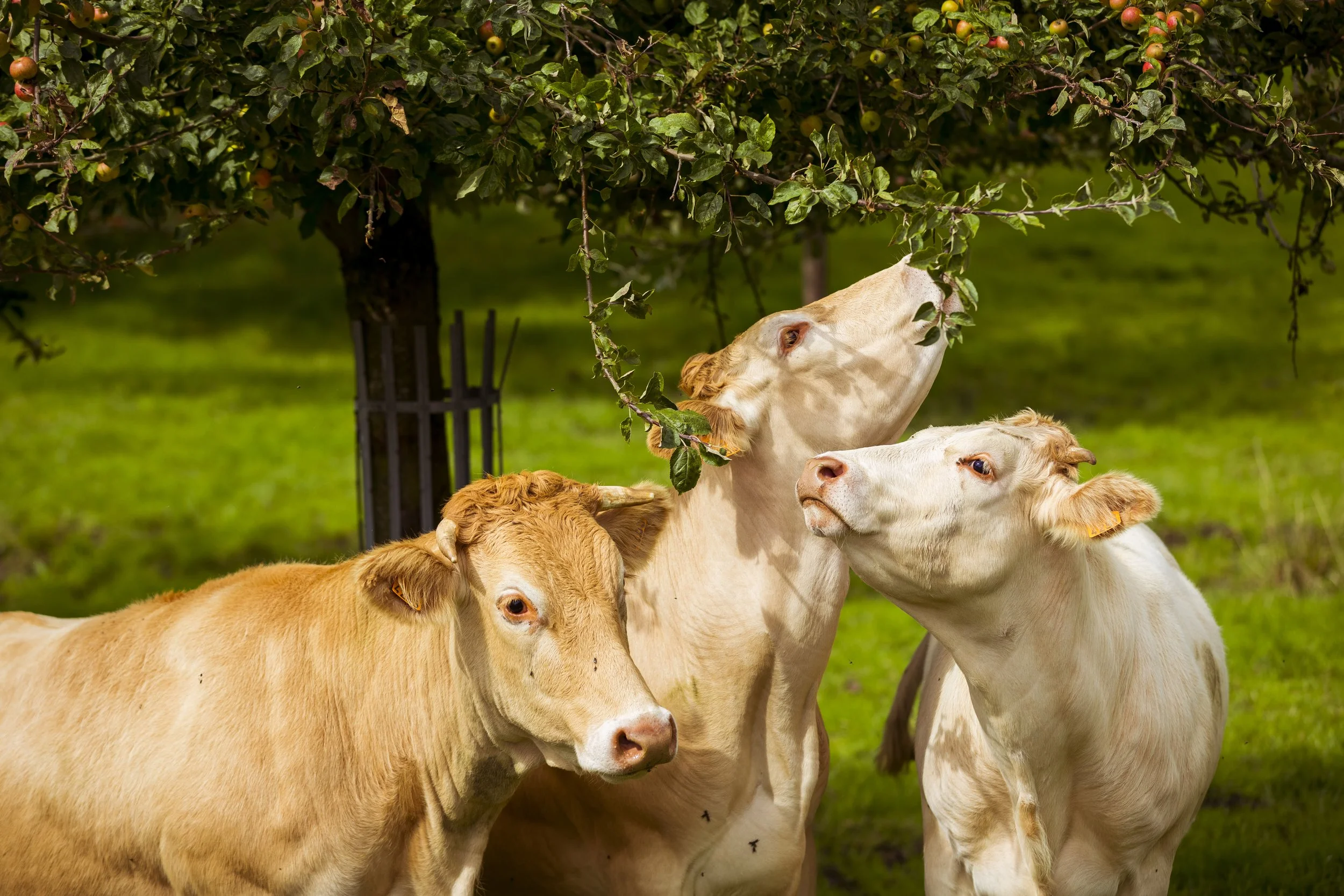 Vaches-Vincent_Rustuel___Calvados_Attractivite.JPG