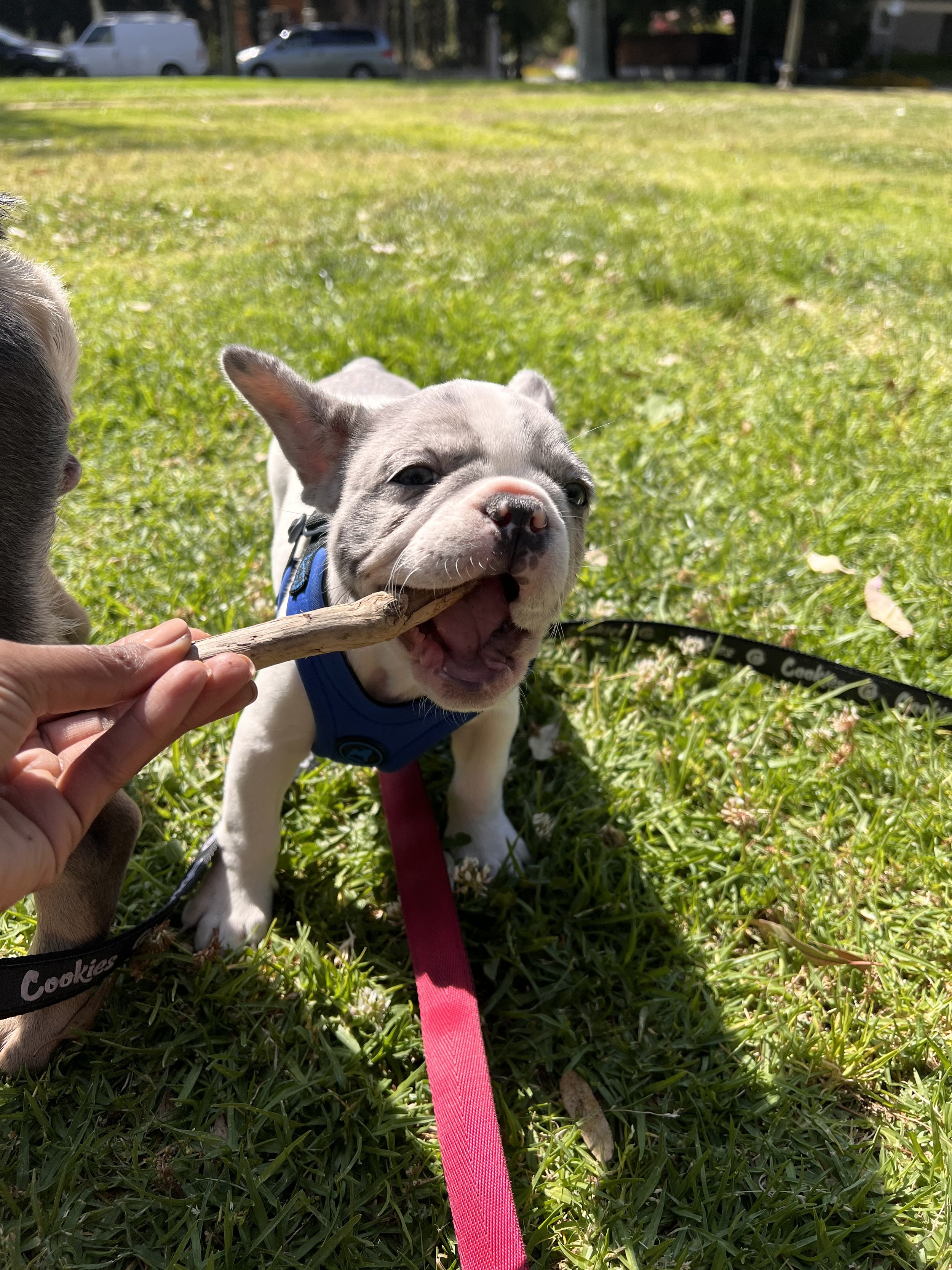 ziggy.jpeg