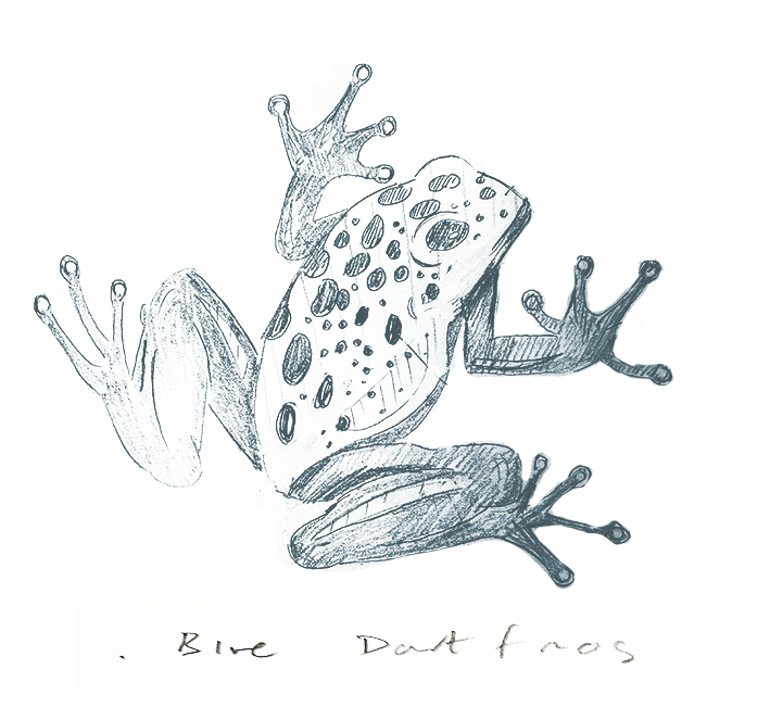 BLUE DART FROG.png