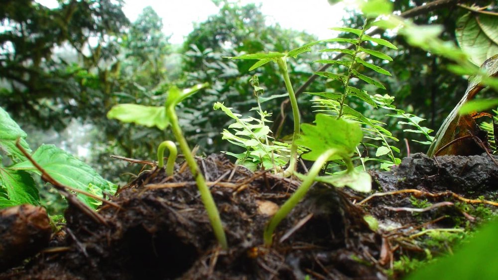 Seeds germinate in gorilla dung, Nigeria