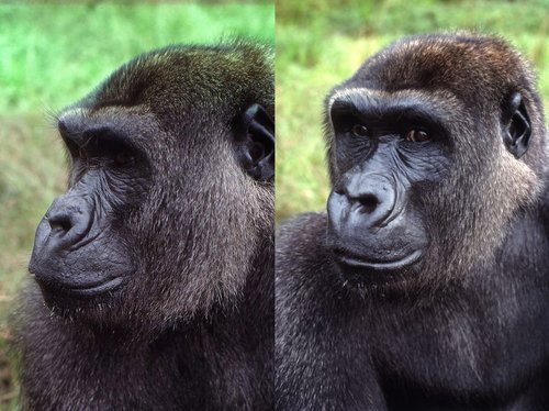 Profile of Bangha, male western lowland gorilla, Lefini Sanctuary, Congo. PhotoIanRedmond.co.uk