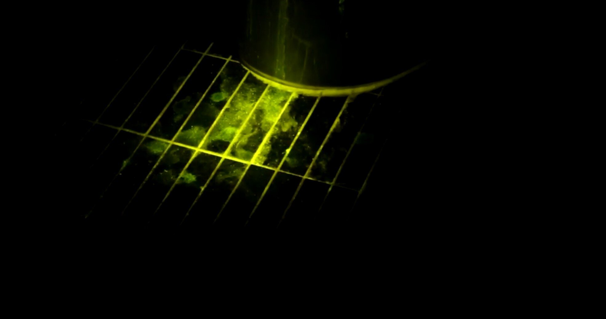 Liv Process LIV PROCESS