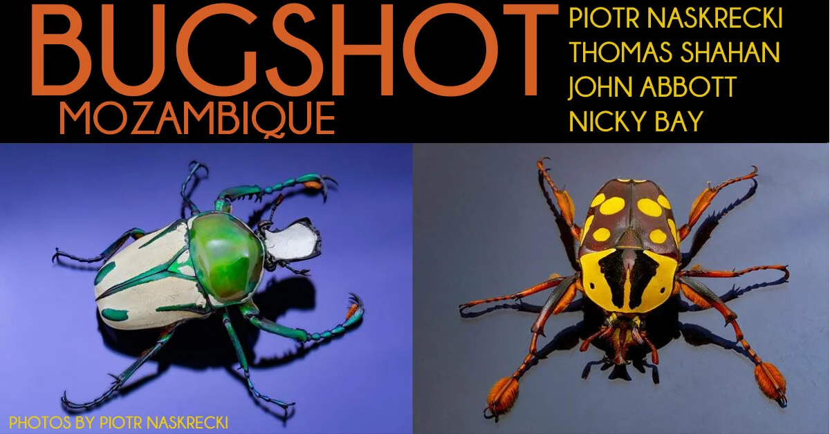 Workshops — BugShot