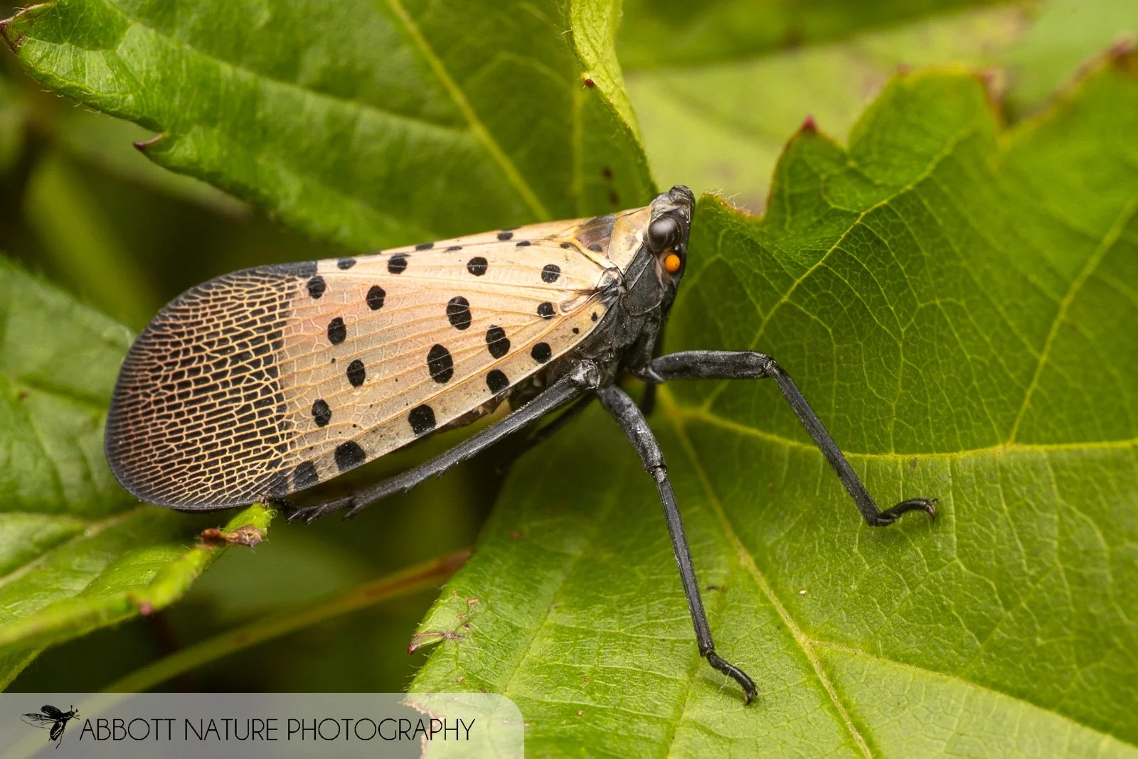spotted lanternfly (Lycorma delicatula) 20230722_5172.jpg