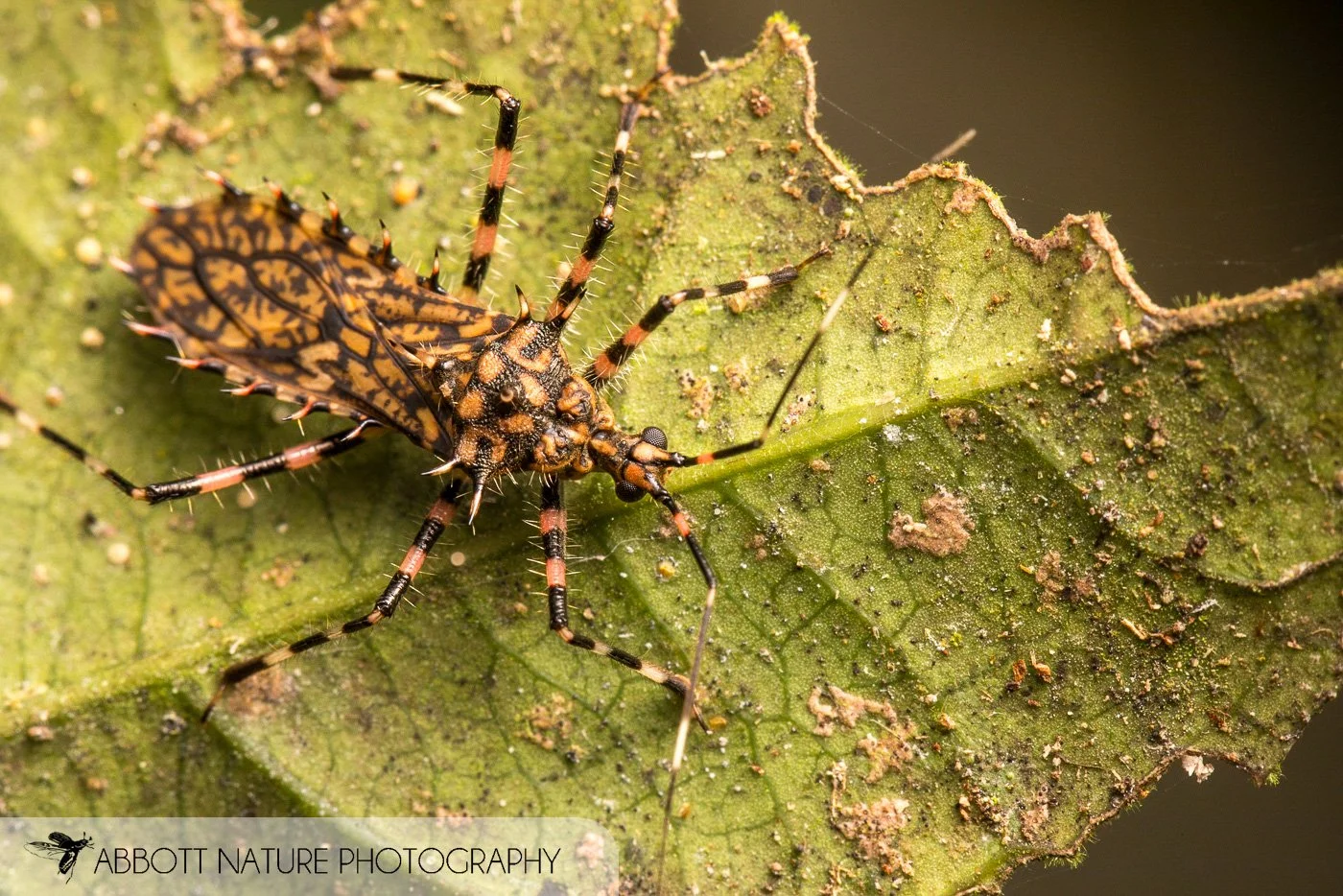Assassin Bug 20190829_9064.jpg