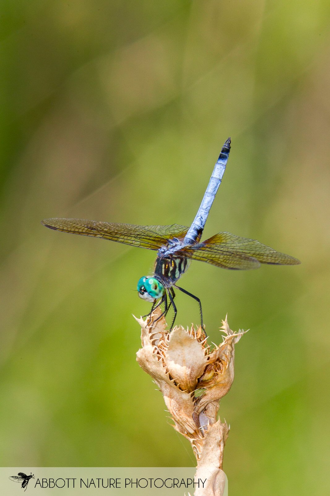 Blue Dasher (Pachydiplax longipennis) 20170810_0618.jpg