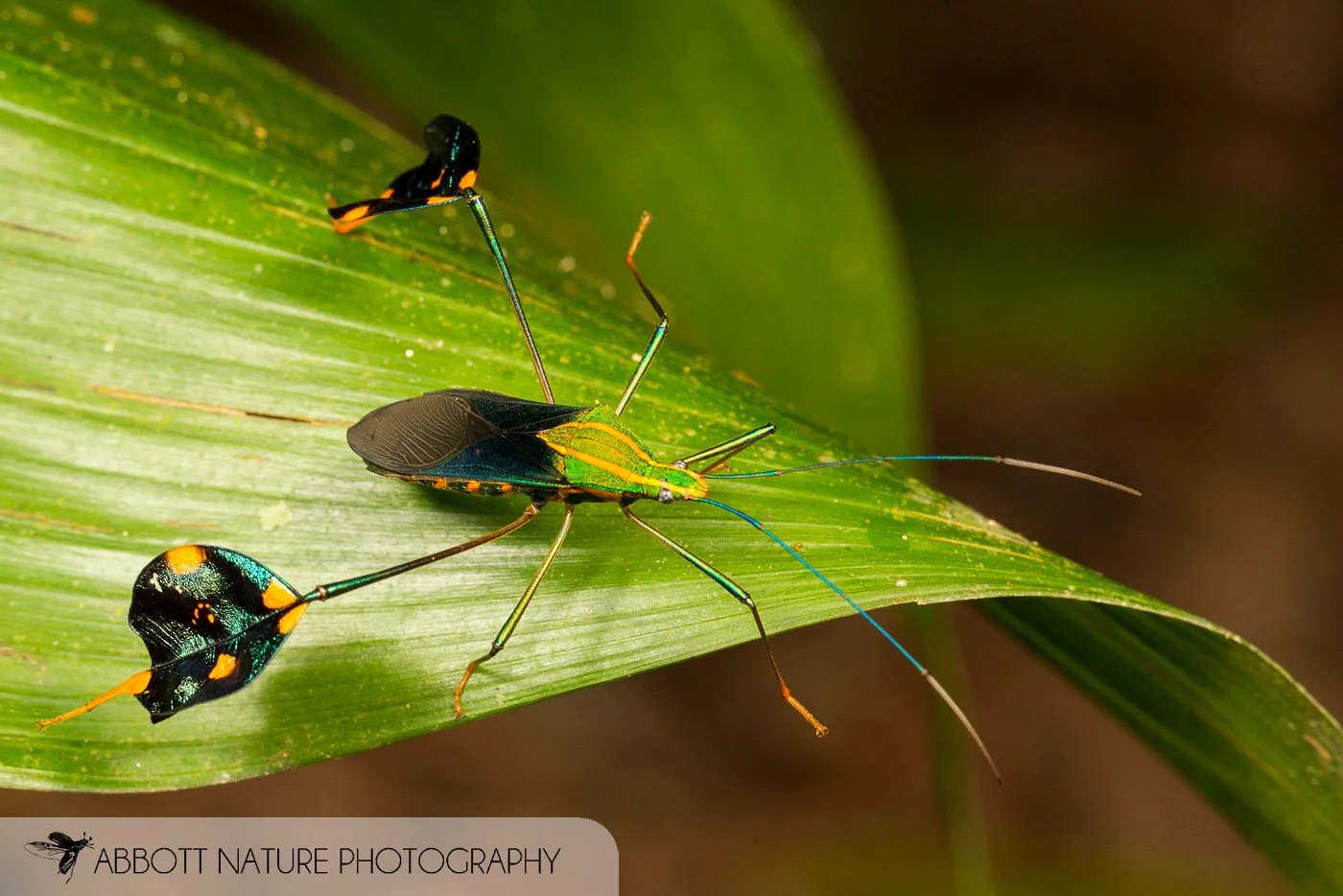 Amazonian Banner 20151125_7378.jpg