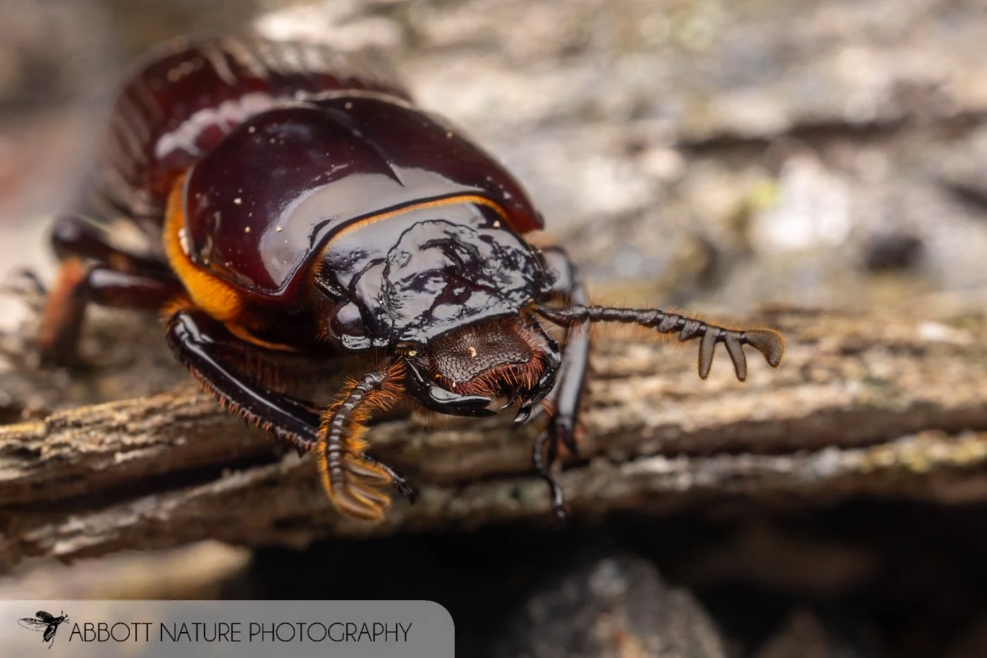 bess beetle 20220609_2860.jpg