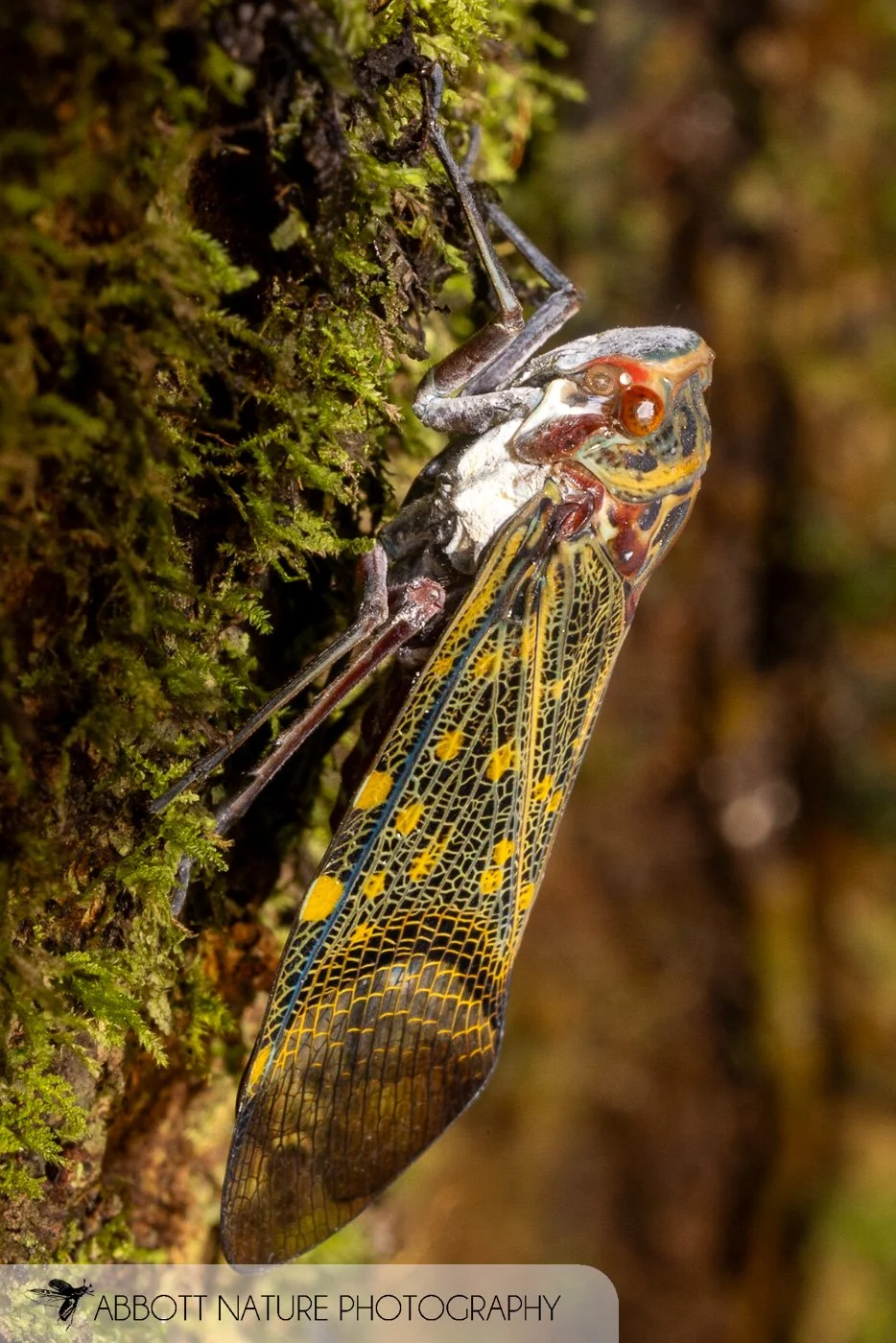 lanternfly, planthopper 20220607_1812.jpg
