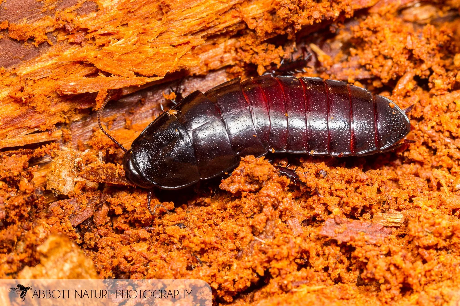 Brown-hooded Cockroach (Cryptocercus punctulatus) 20170612_9950.jpg