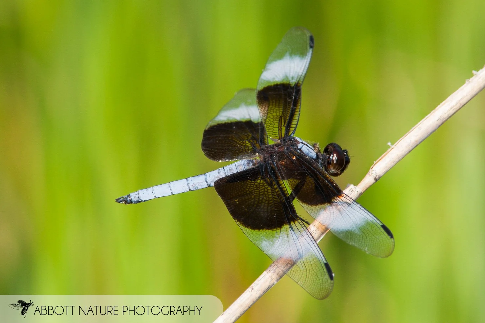 Widow Skimmer_20110619_8565.jpg