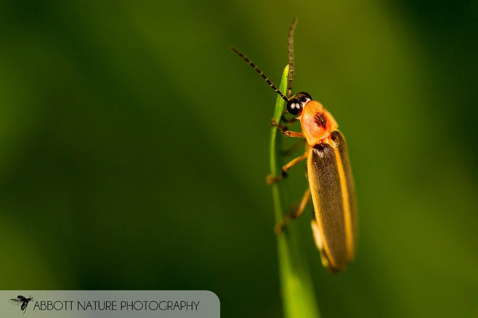 Firefly 20150623_9203.jpg