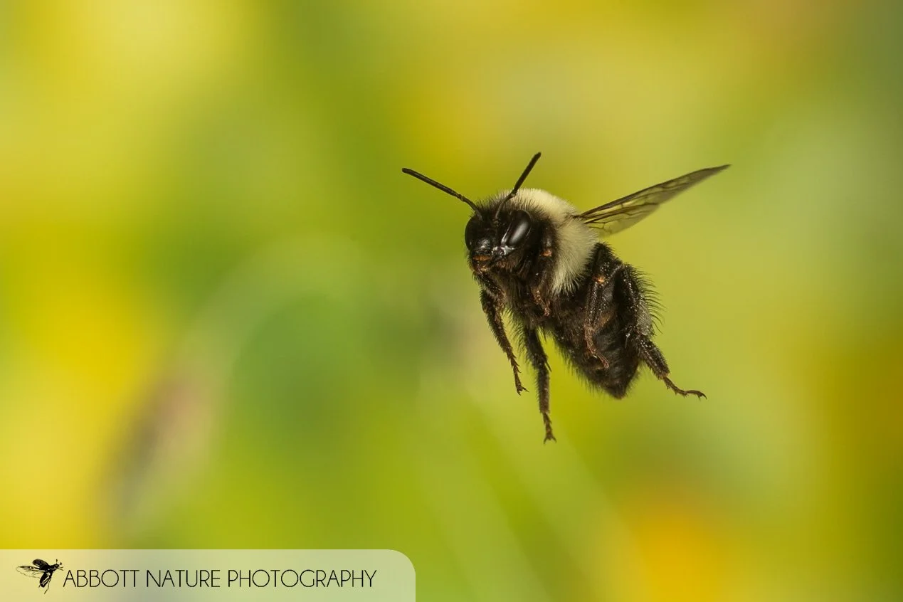Common Eastern Bumble Bee (Bombus impatiens) 20240608_9907.jpg