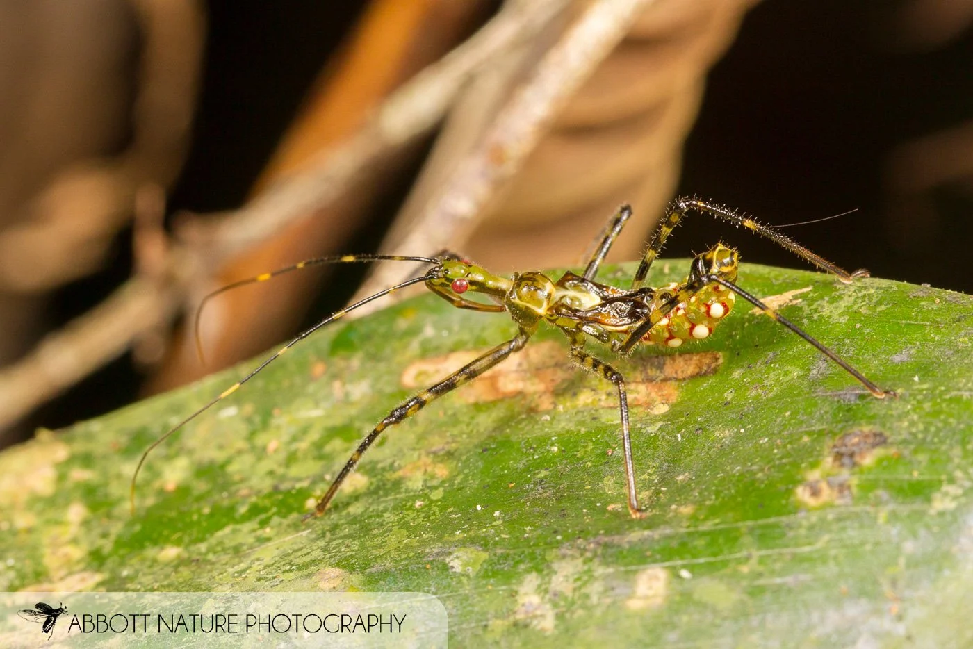 Assassin Bug nymph 20160731_2049.jpg