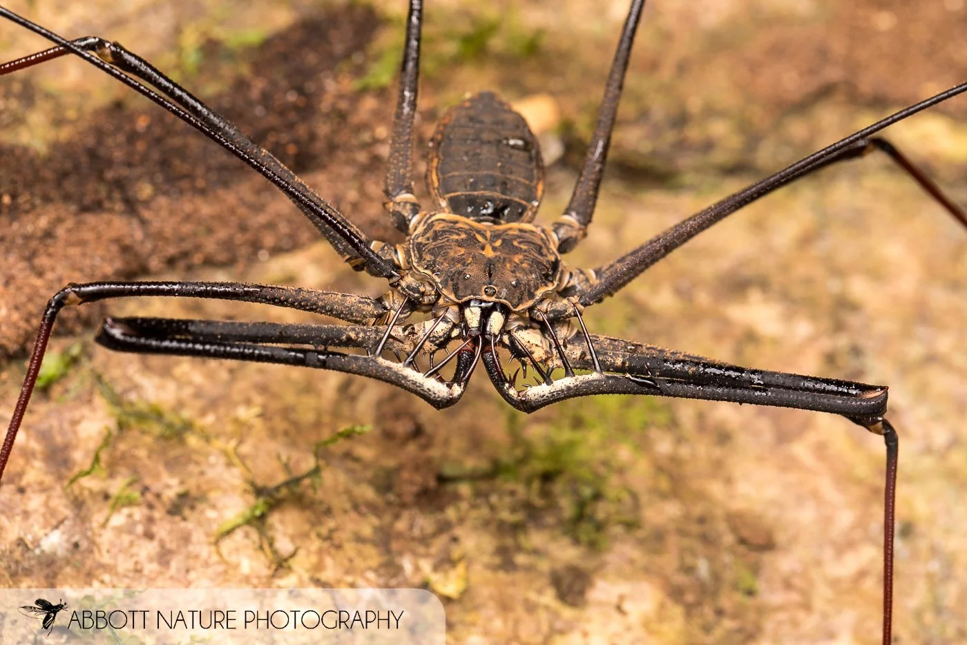 Heterophrynus sp. 20190826_7728.jpg