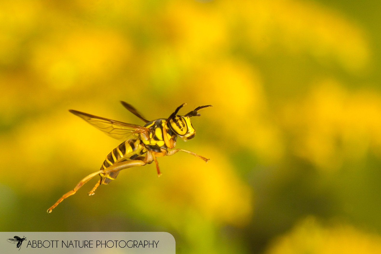Hover Fly (Spilomyia longicornis) flying 20171007_2658.jpg