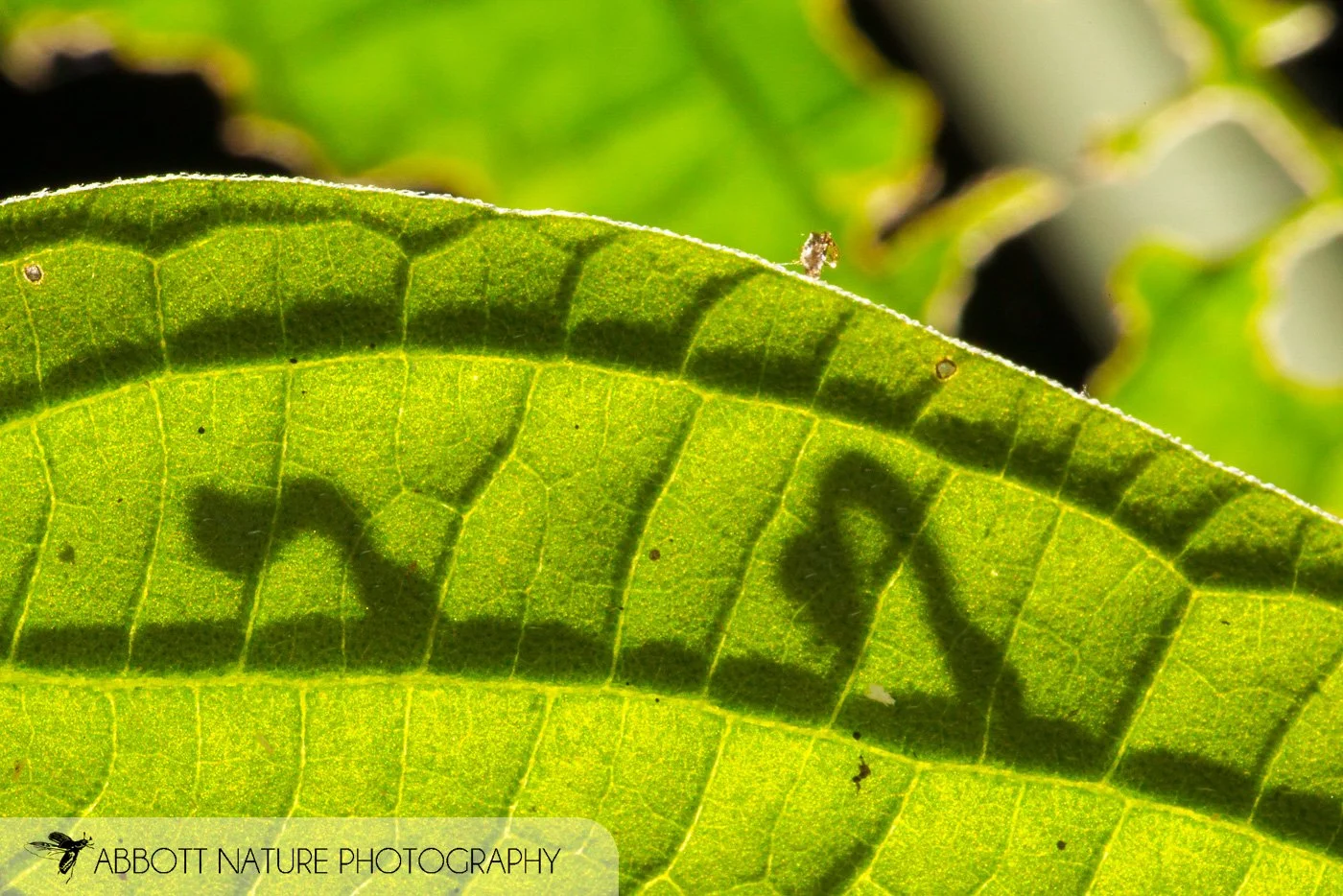 Inchworm caterpillars silhouetted by leaf 20160731_1999.jpg