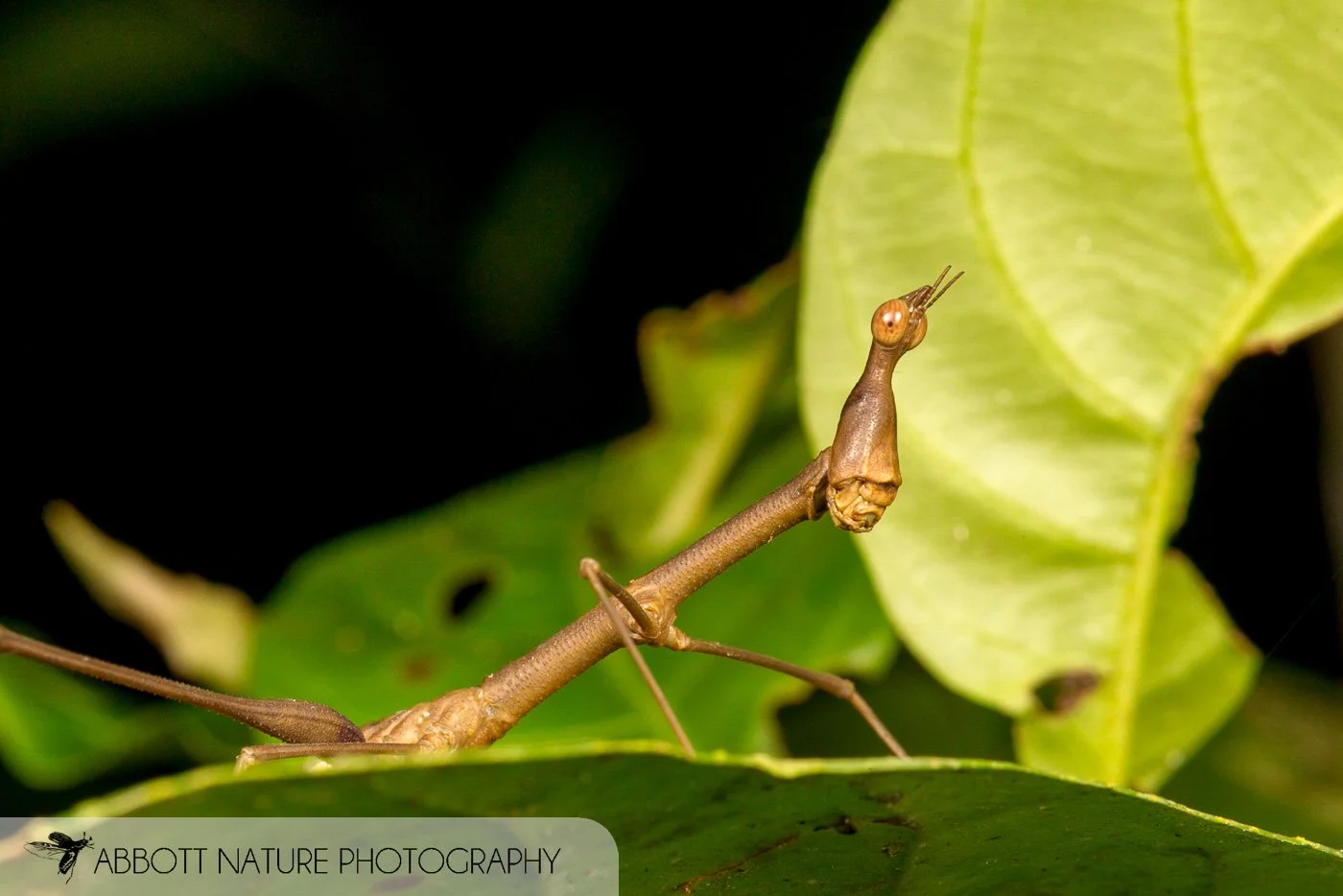 Jumping Stick 20151125_7585.jpg