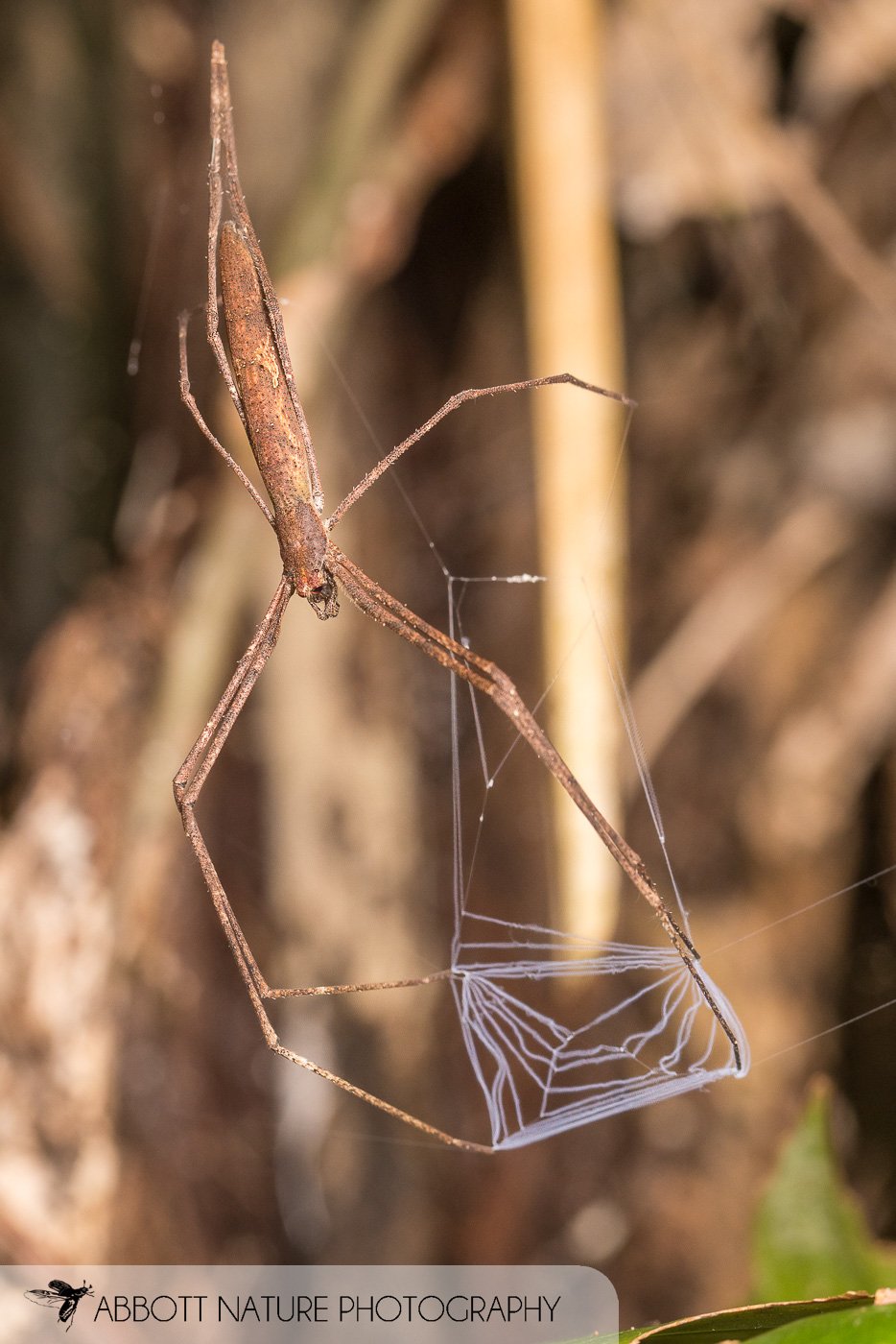 American Nest Casting Spider (Deinopis sp.) 20190829_9205.jpg