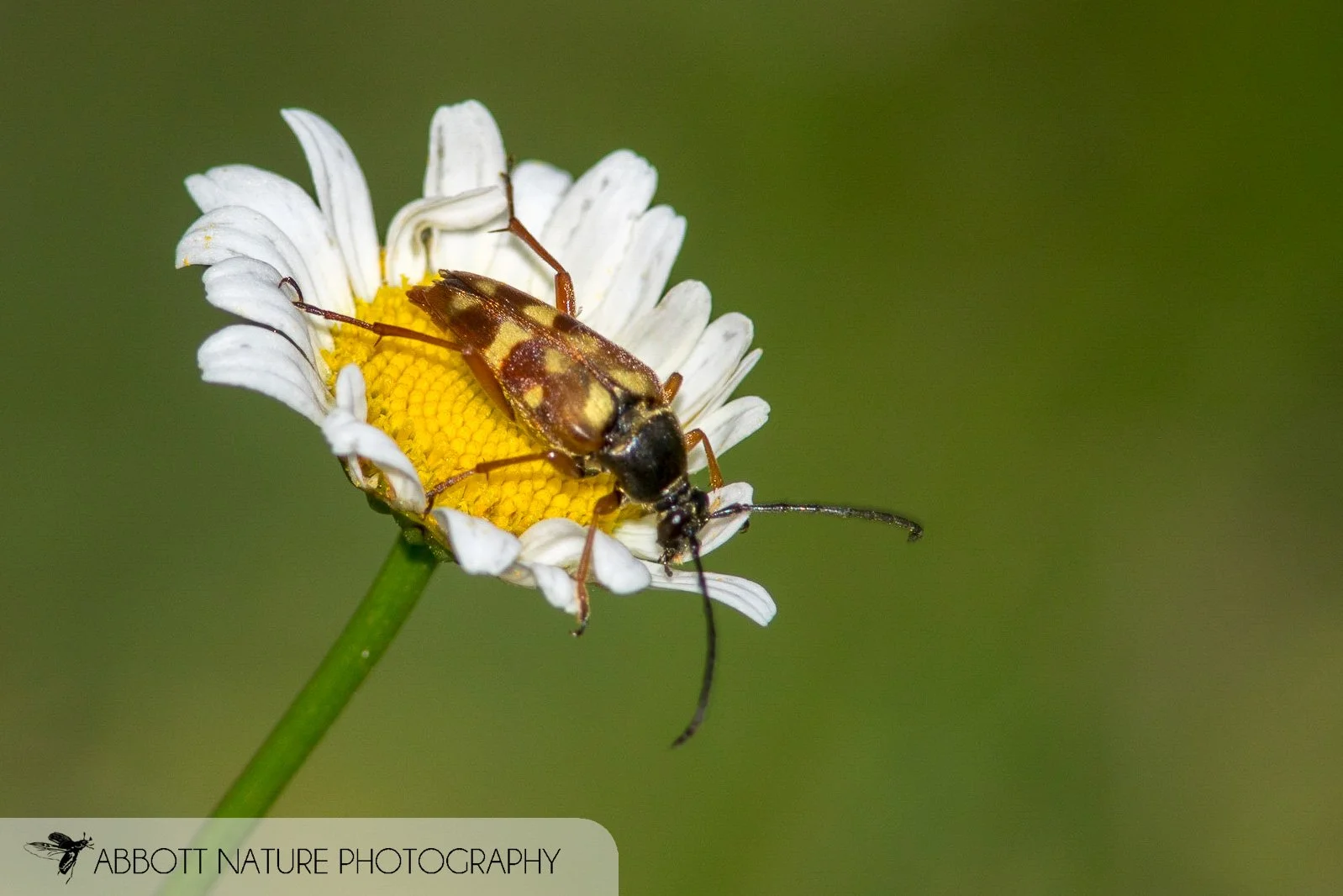 Banded Longhorn (Typocerus velutinus) 20180715_2601.jpg