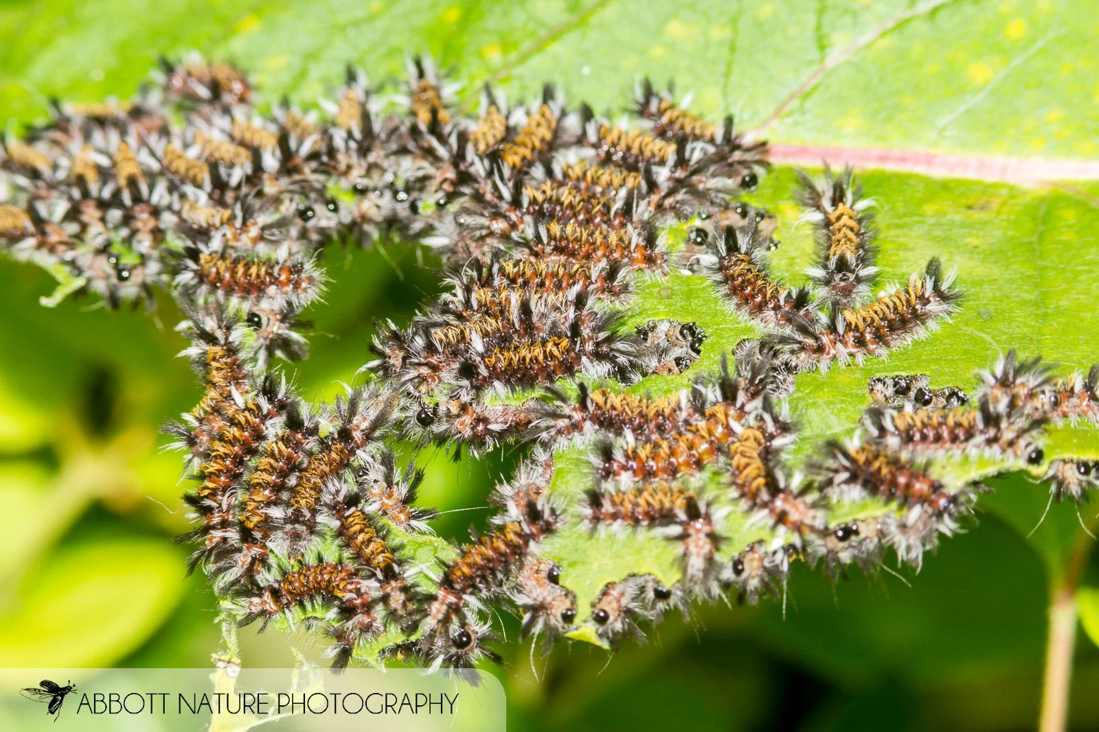 Milkweed Tussock Moth 20150629_0699.jpg