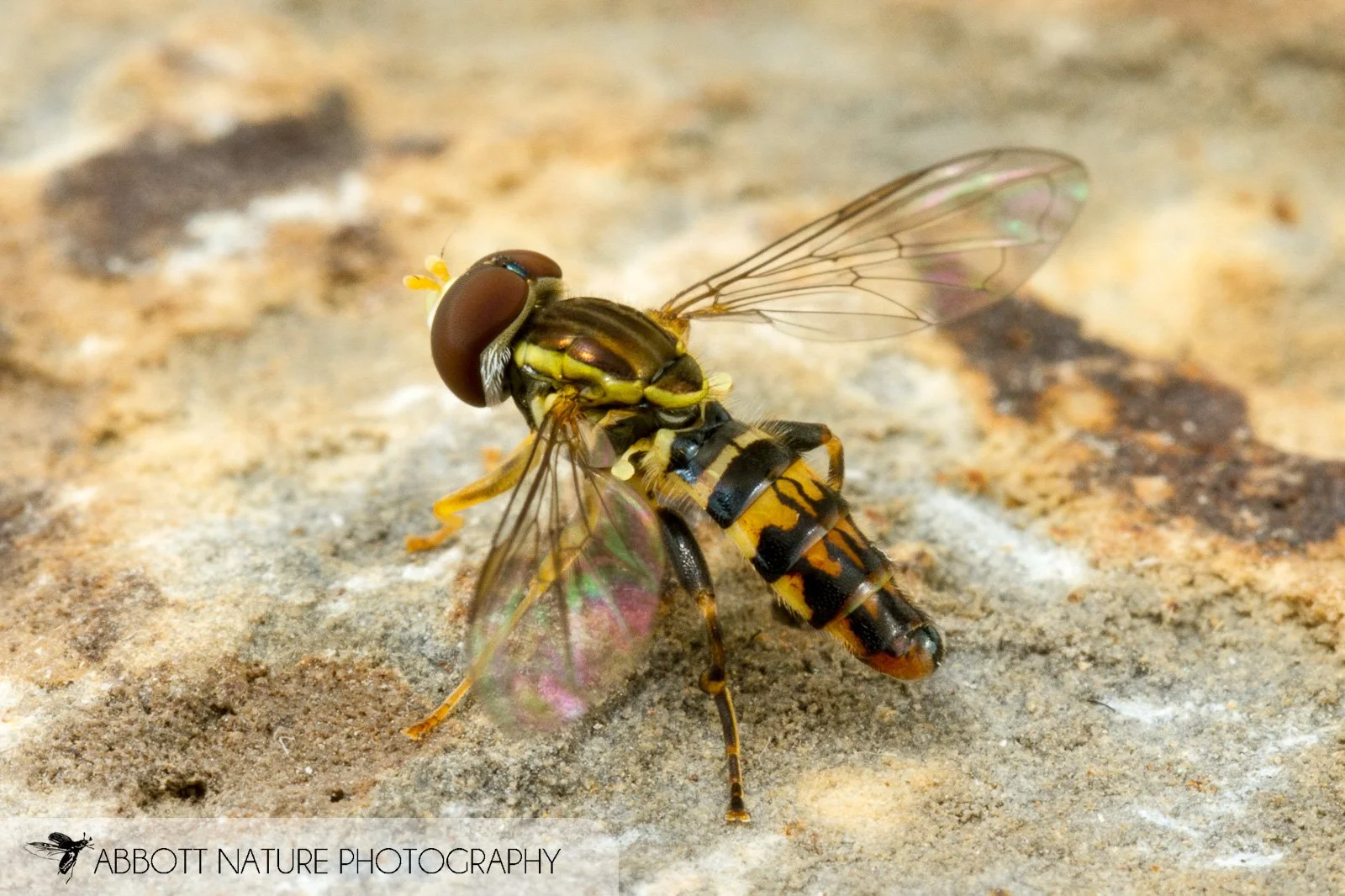 Hover Fly (Toxomerus geminatus) 20170306_8881.jpg