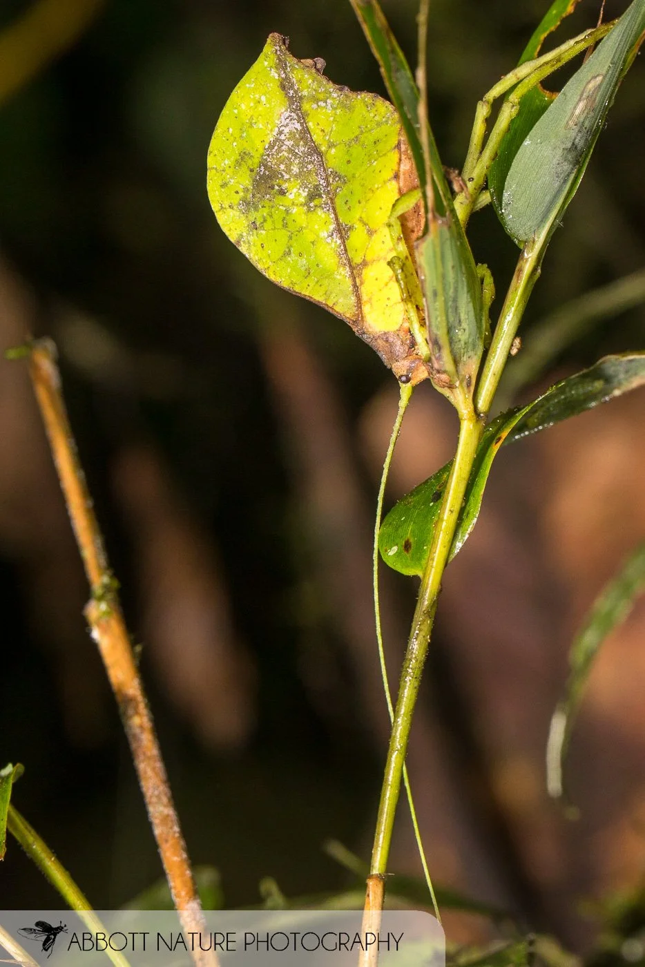Katydid (Typophyllum sp.) 20190821_6032.jpg
