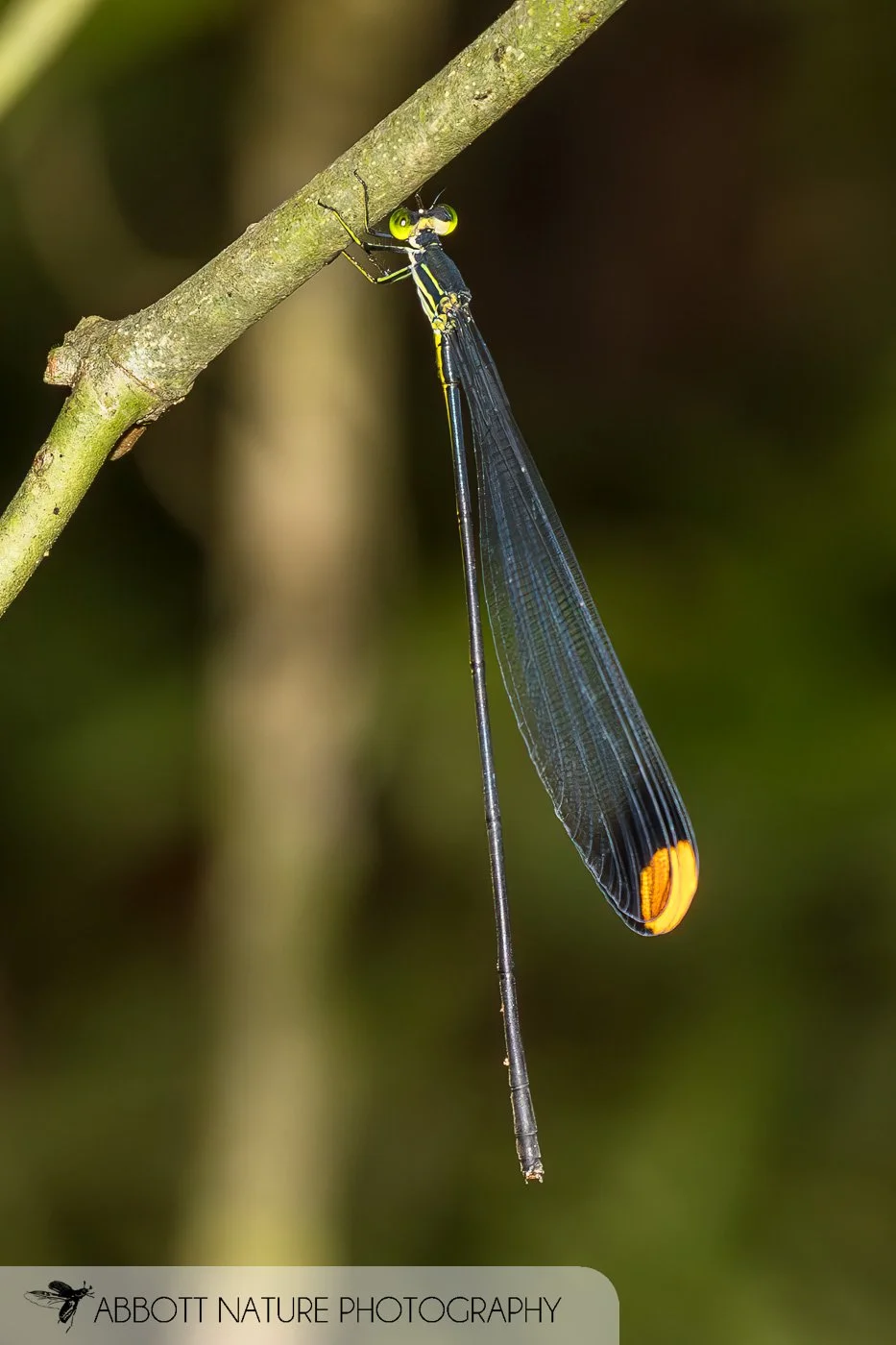 Microstigma rotundatum 20190829_8790.jpg